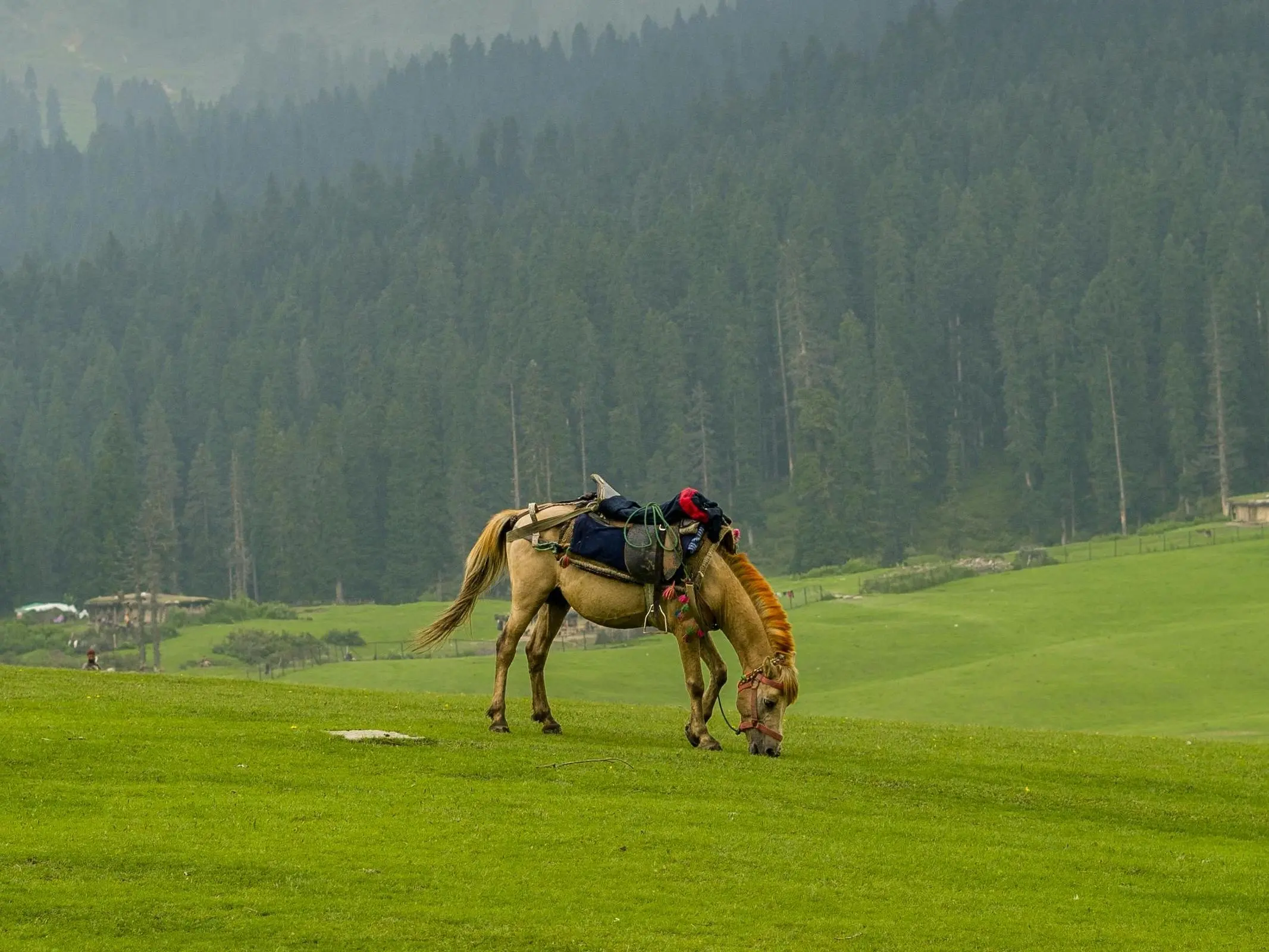 Spiti Pony