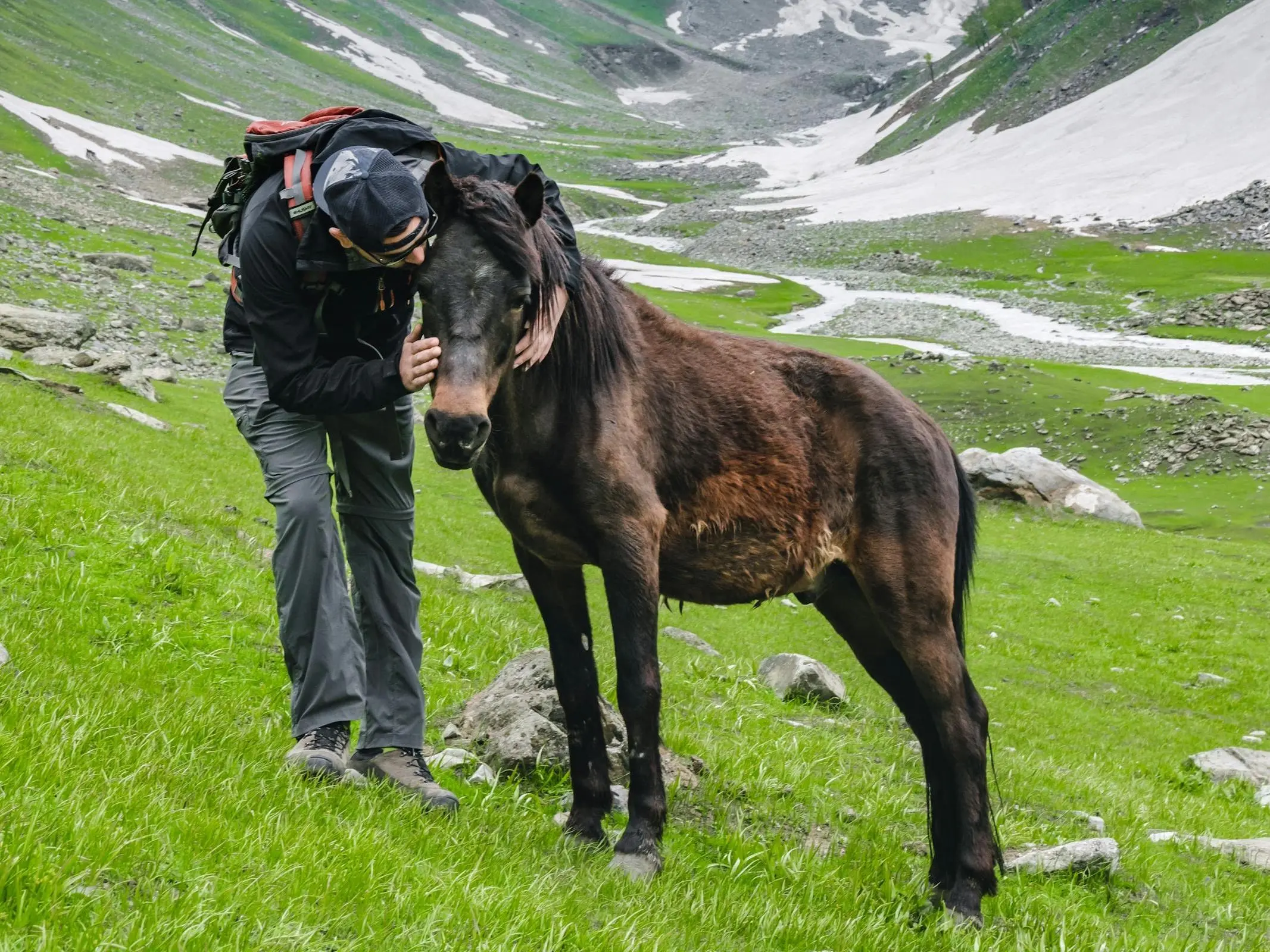 Spiti Pony