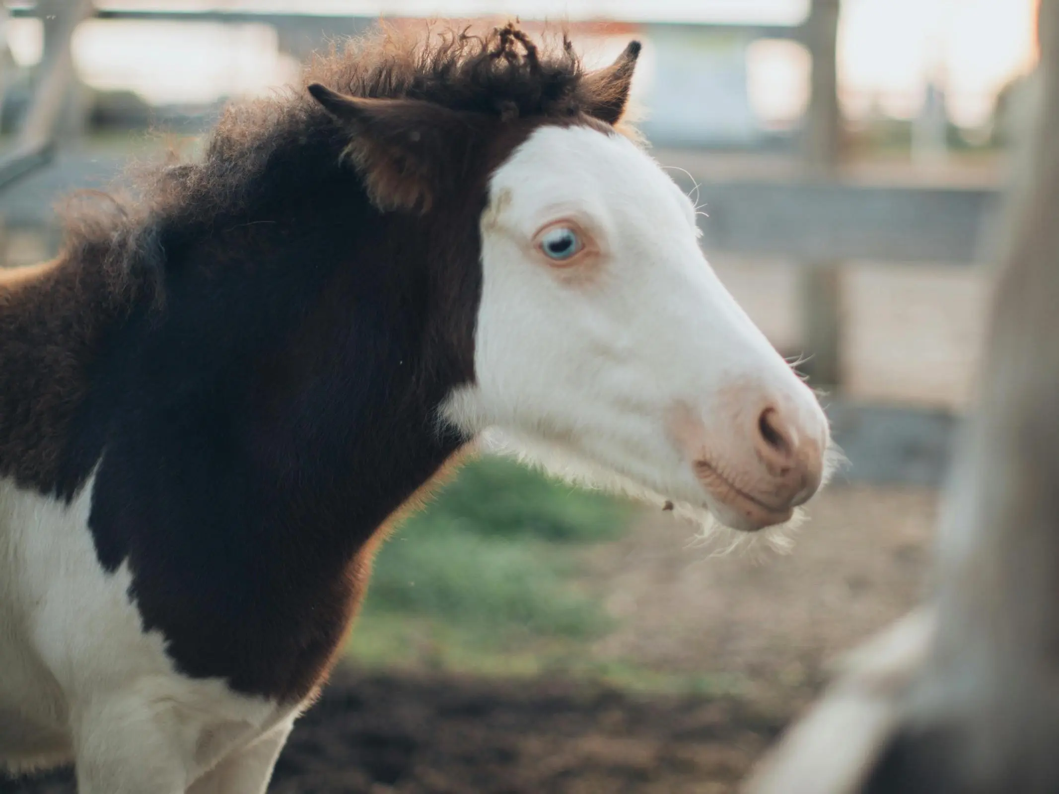 Bald Face Horse