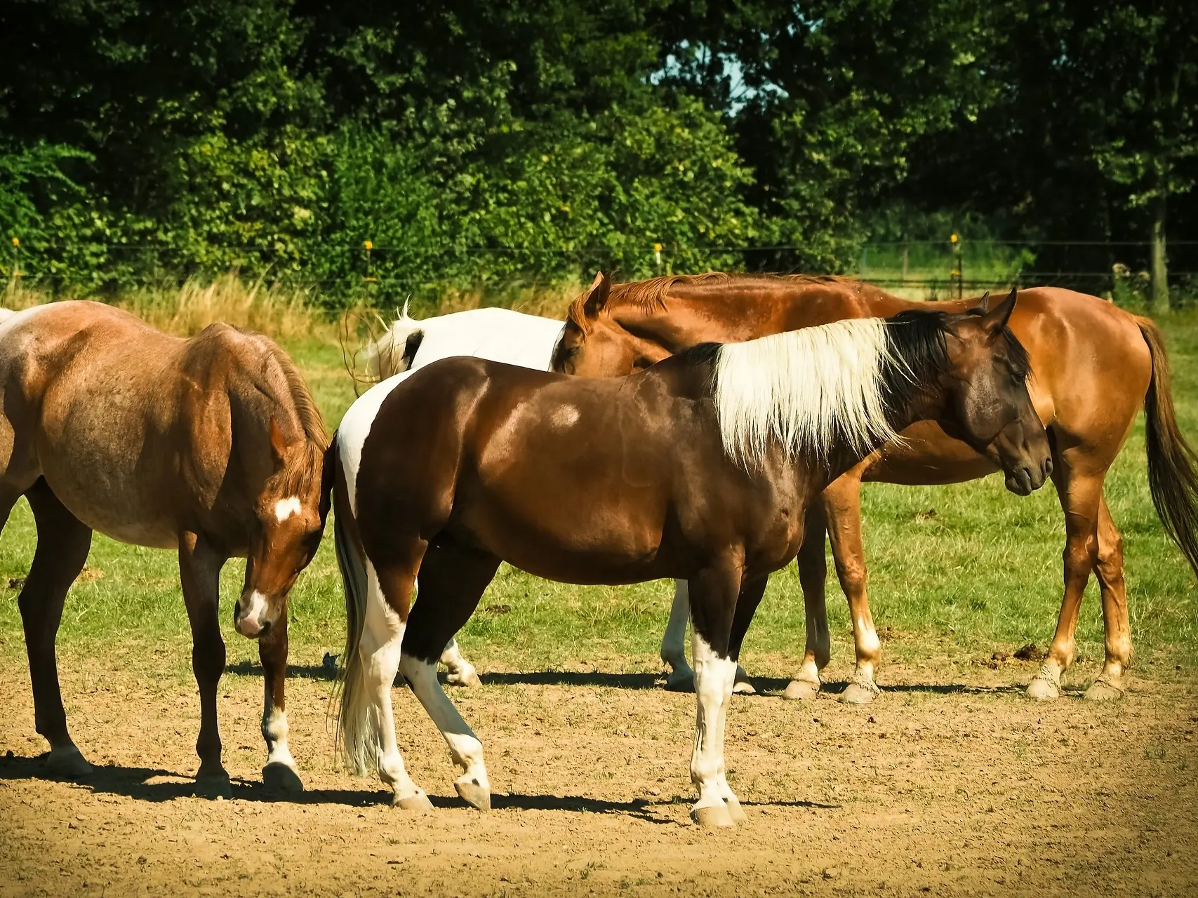 Splashed white pinto horse