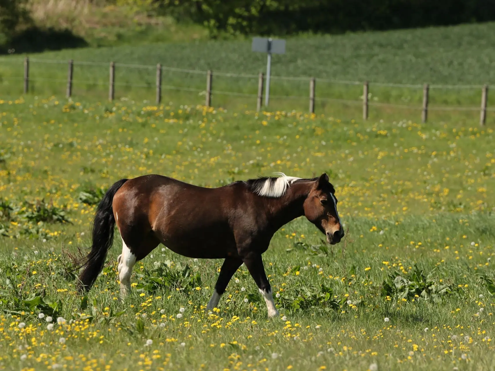 Splashed white pinto horse