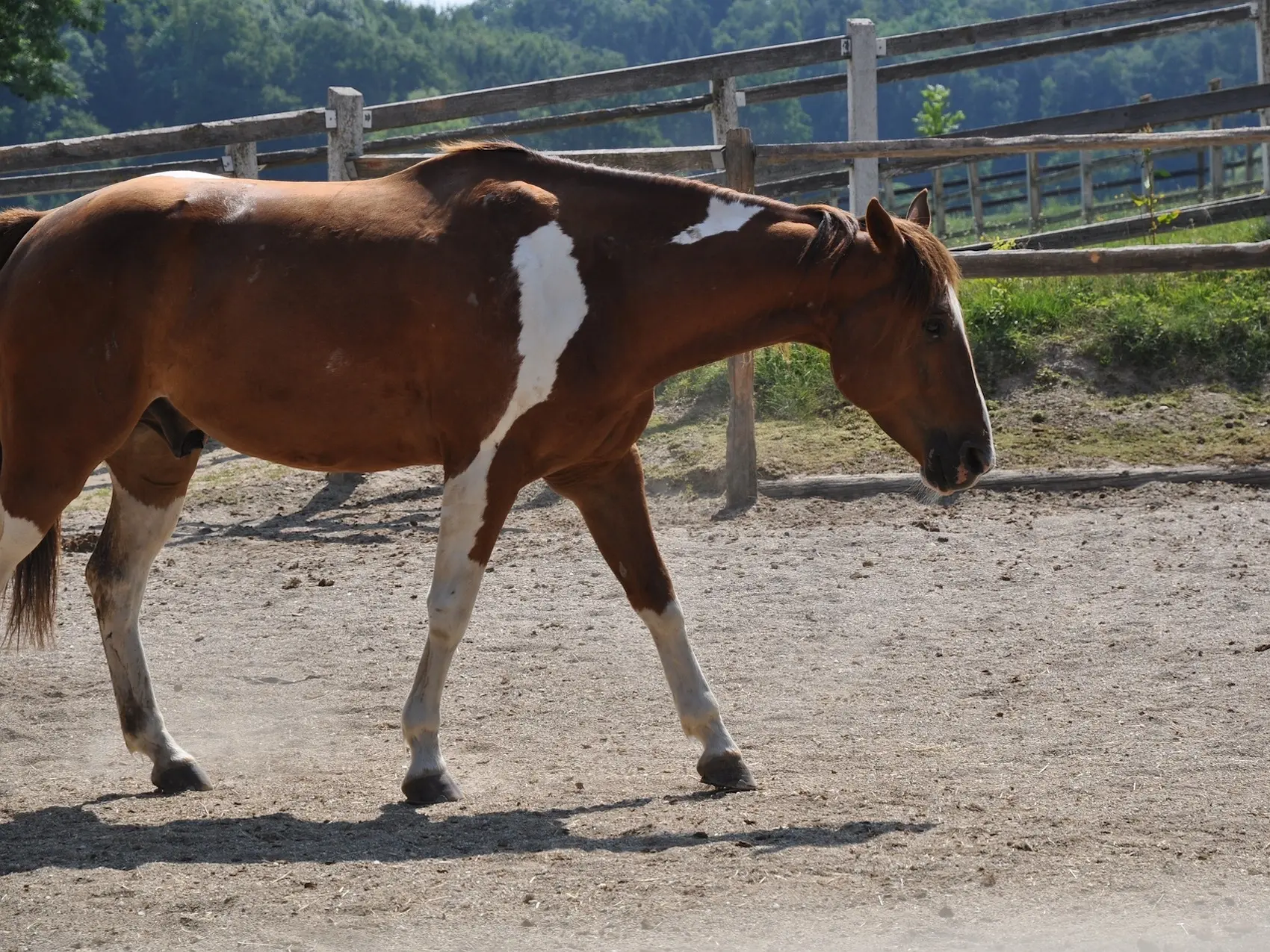 Splashed white pinto horse