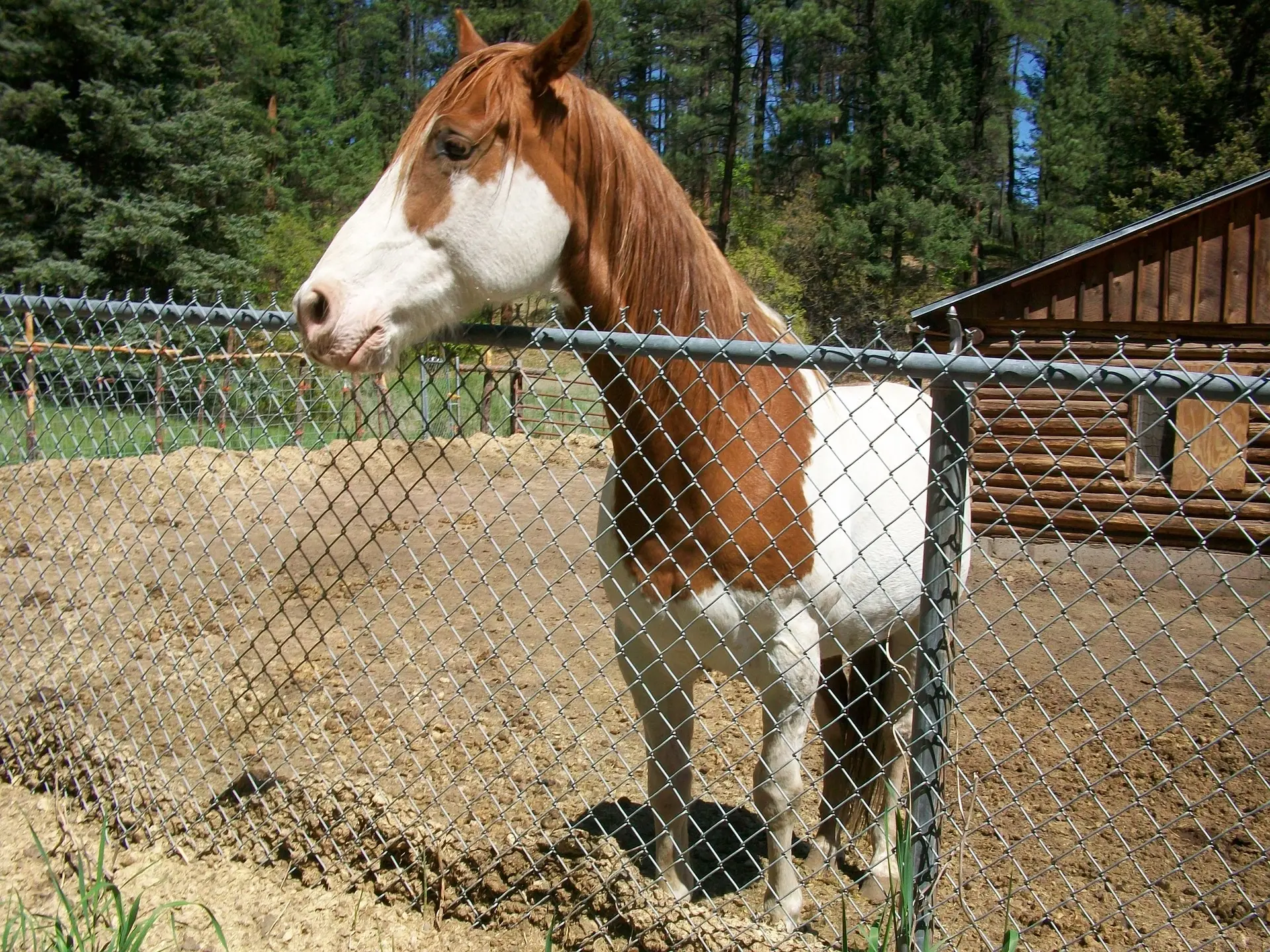 Splashed white pinto horse