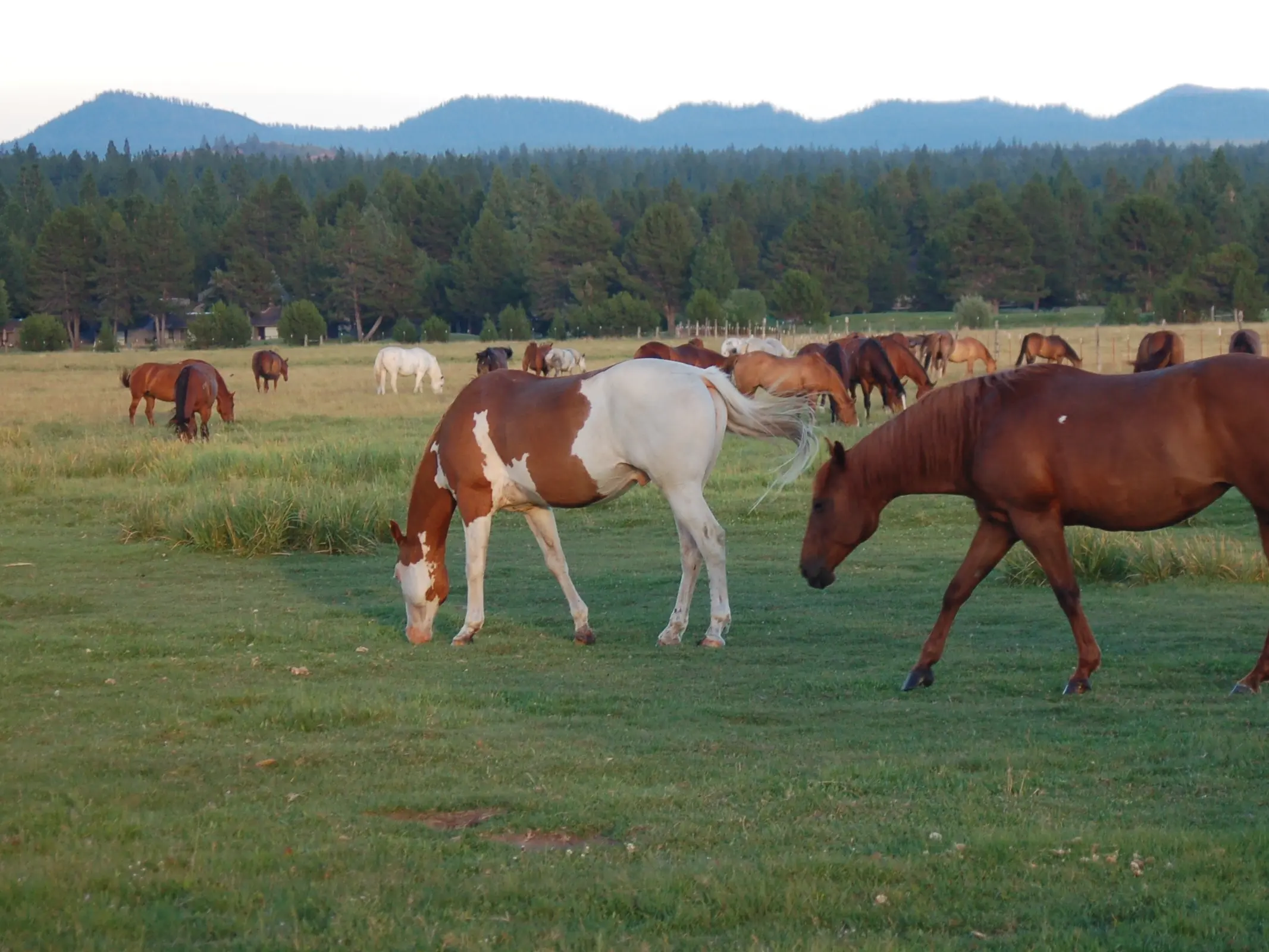 Splashed white pinto horse