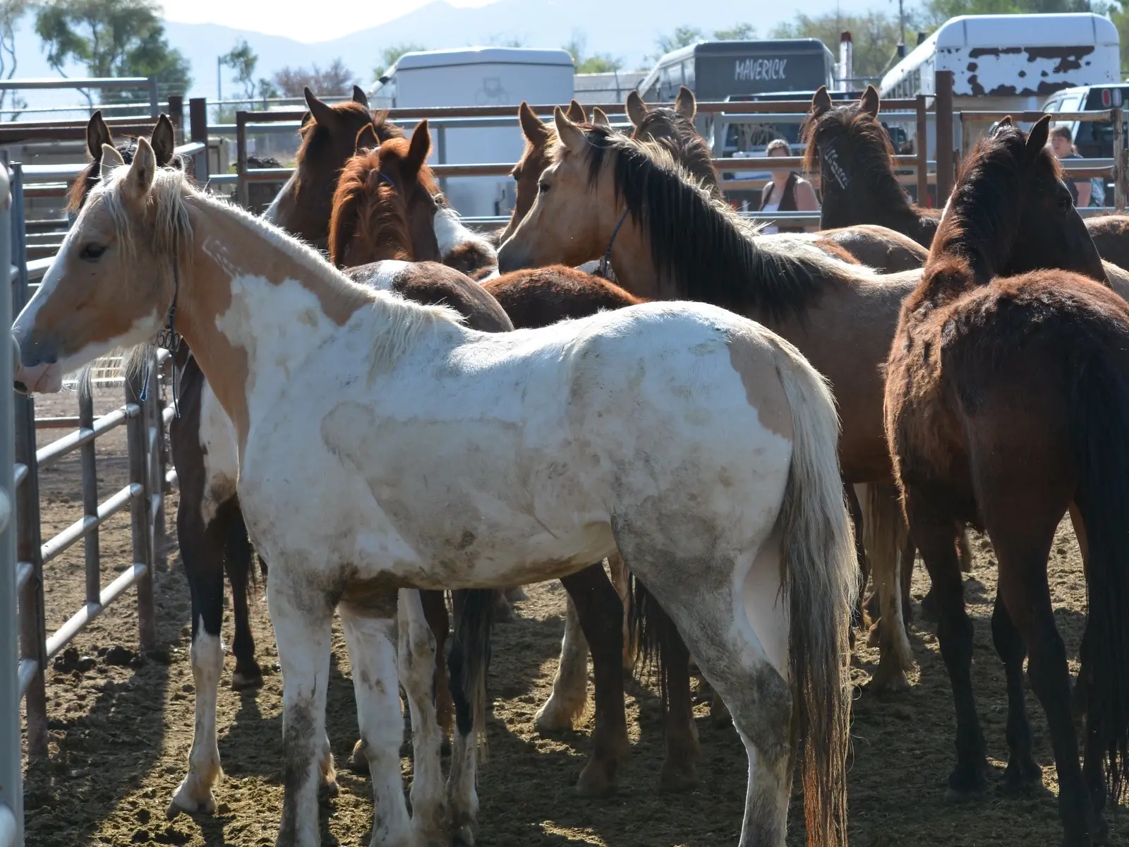 Pinto cream horse