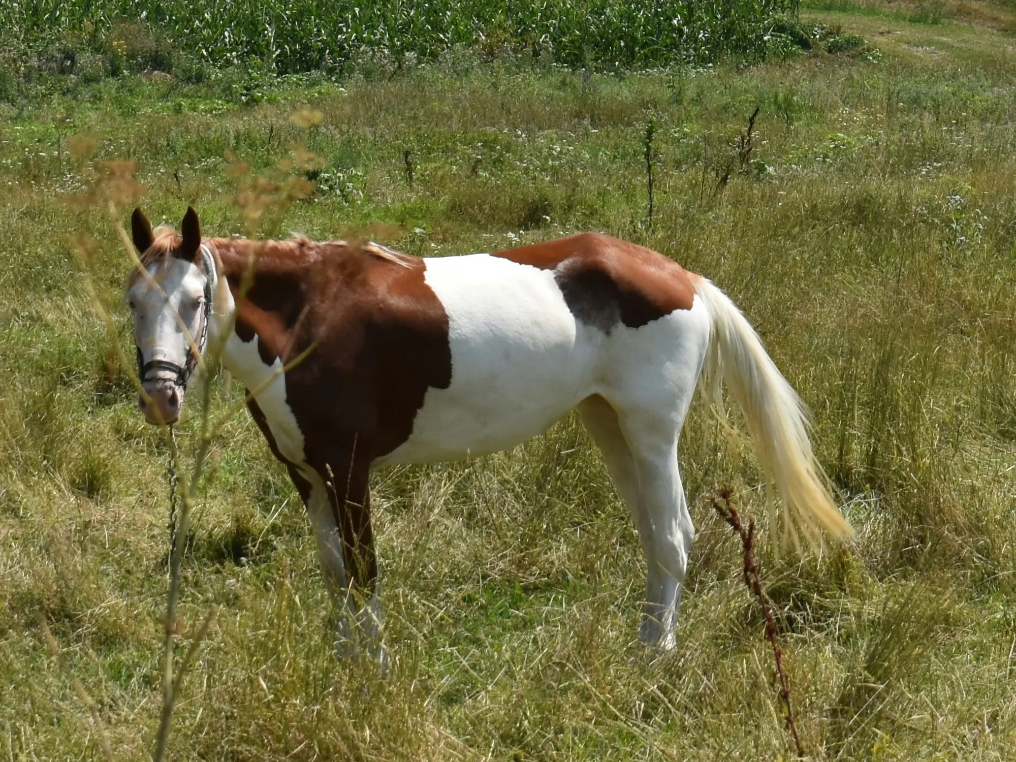 Splashed white pinto horse