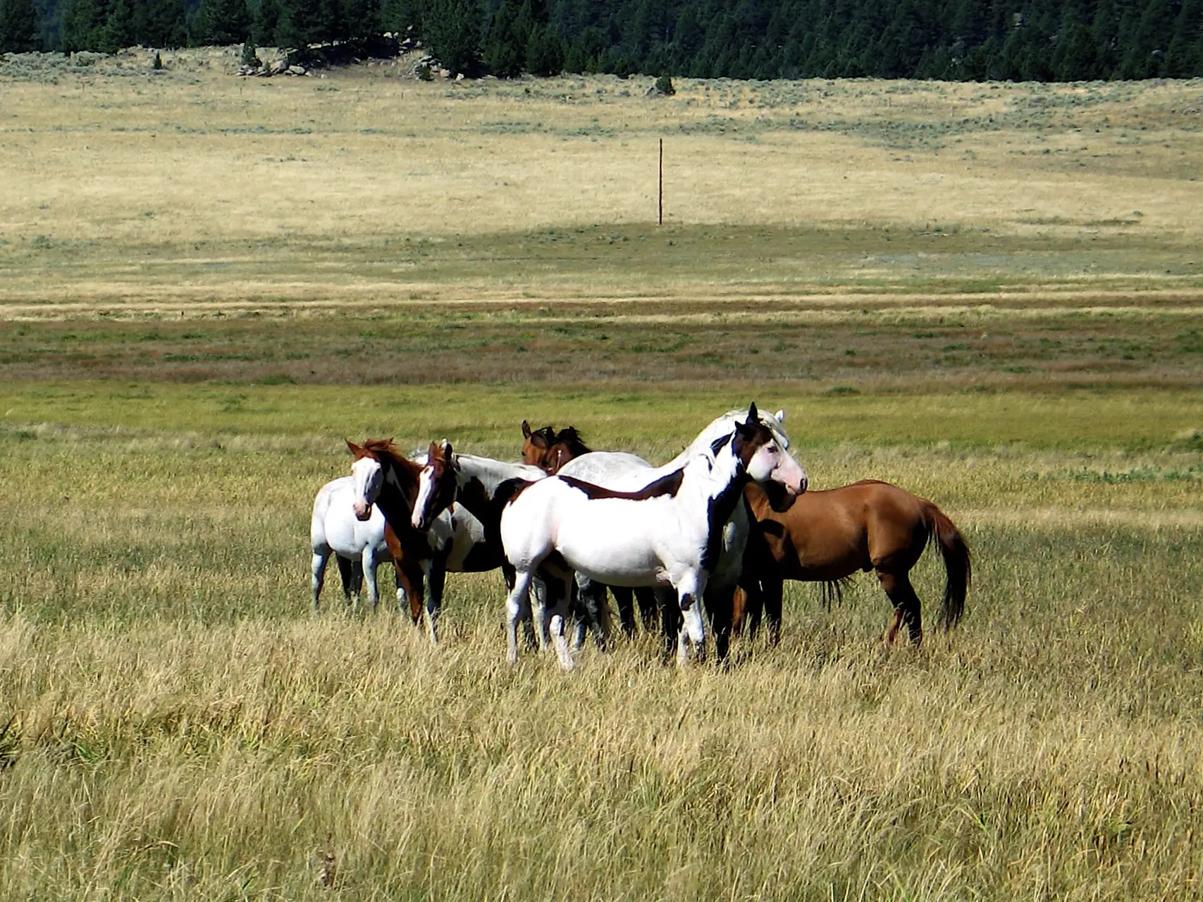 Splashed white pinto horse