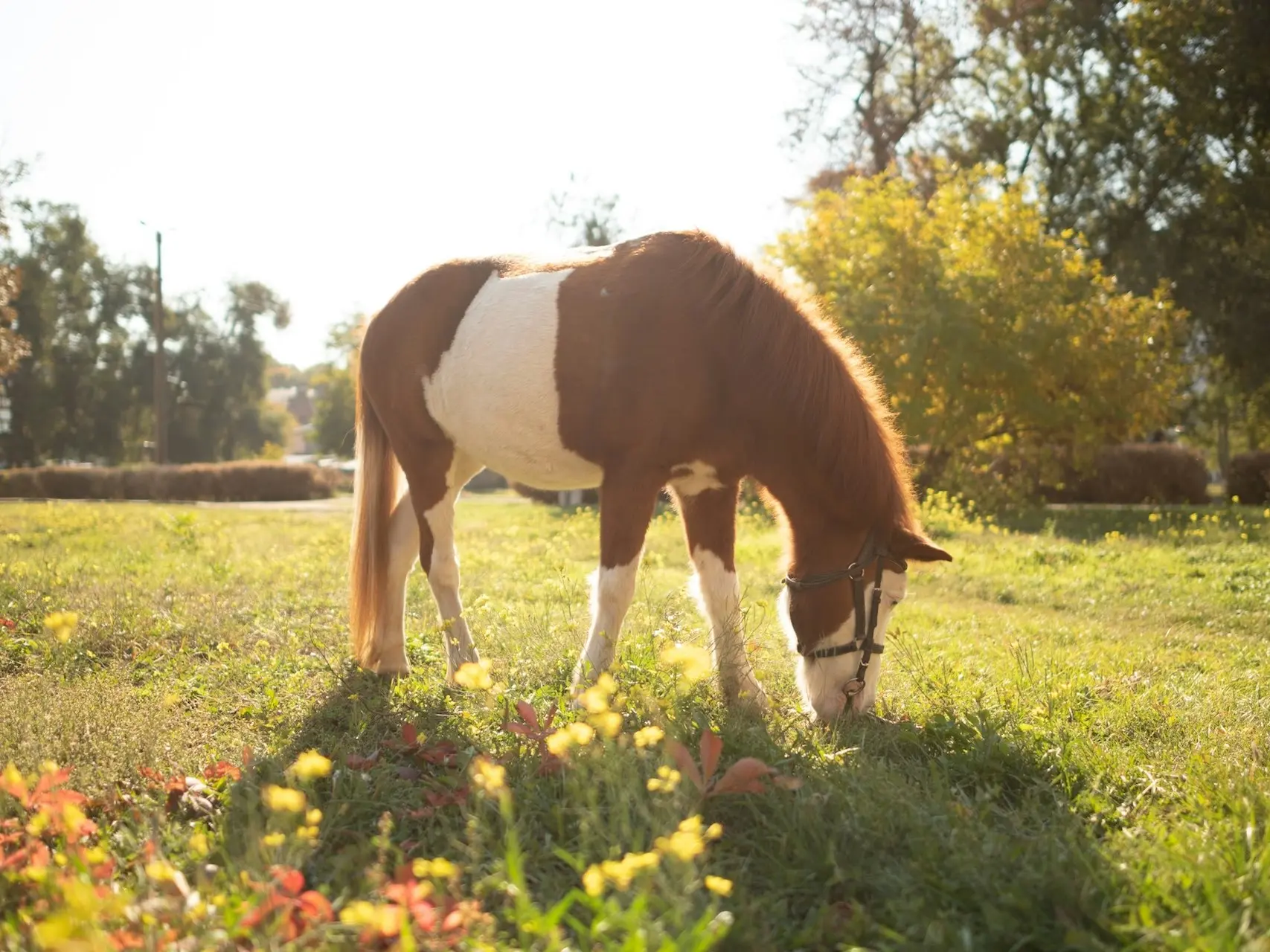 Splashed white pinto horse