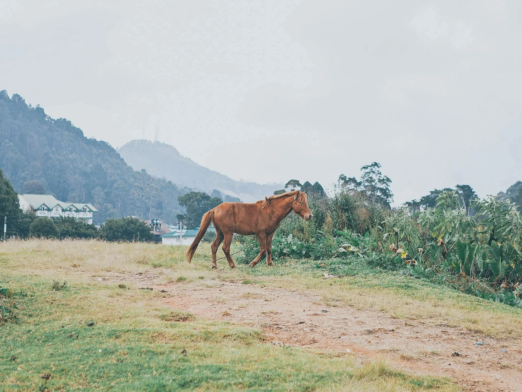 Sri Lankan Pony