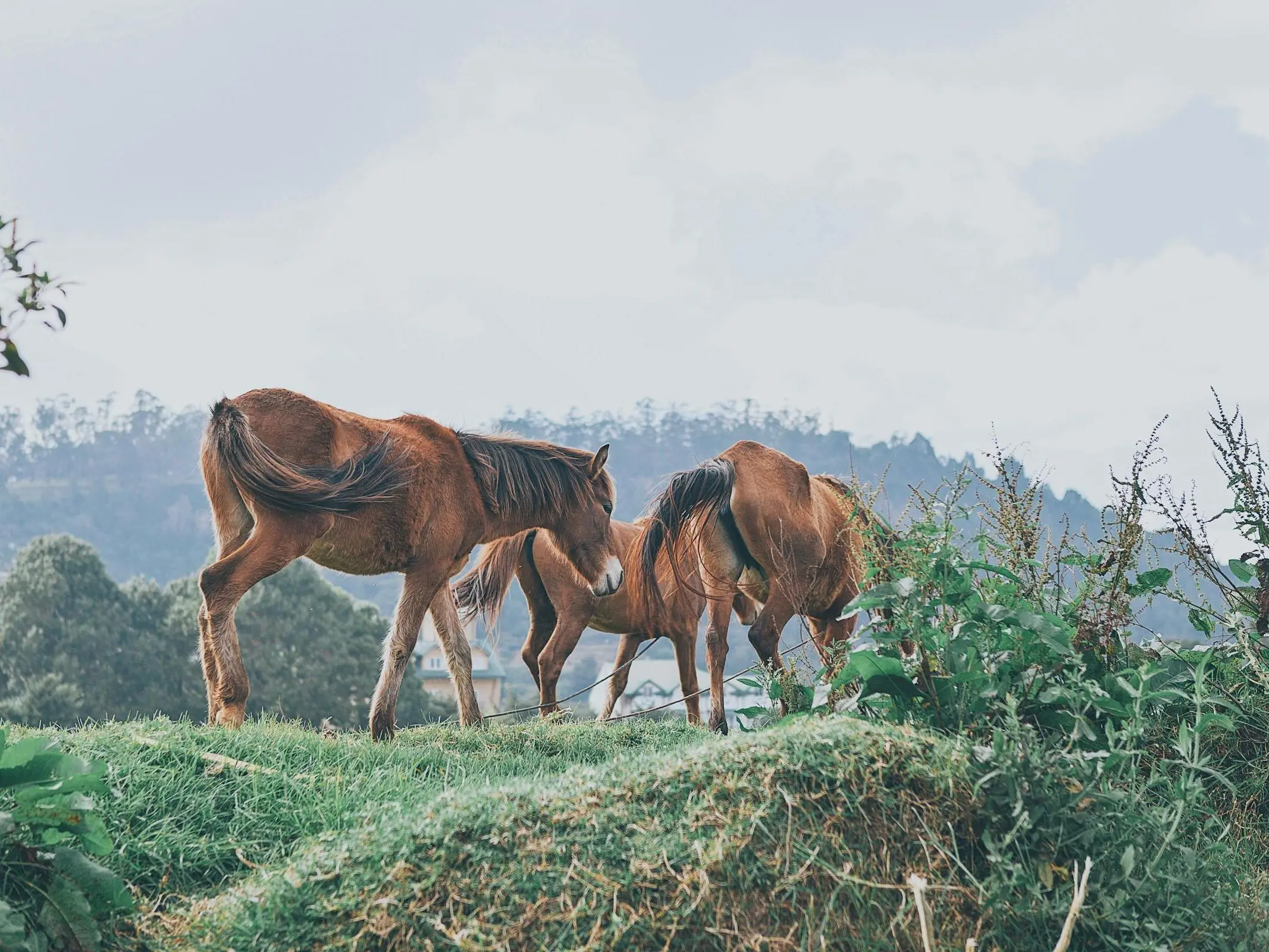 Sri Lankan Pony