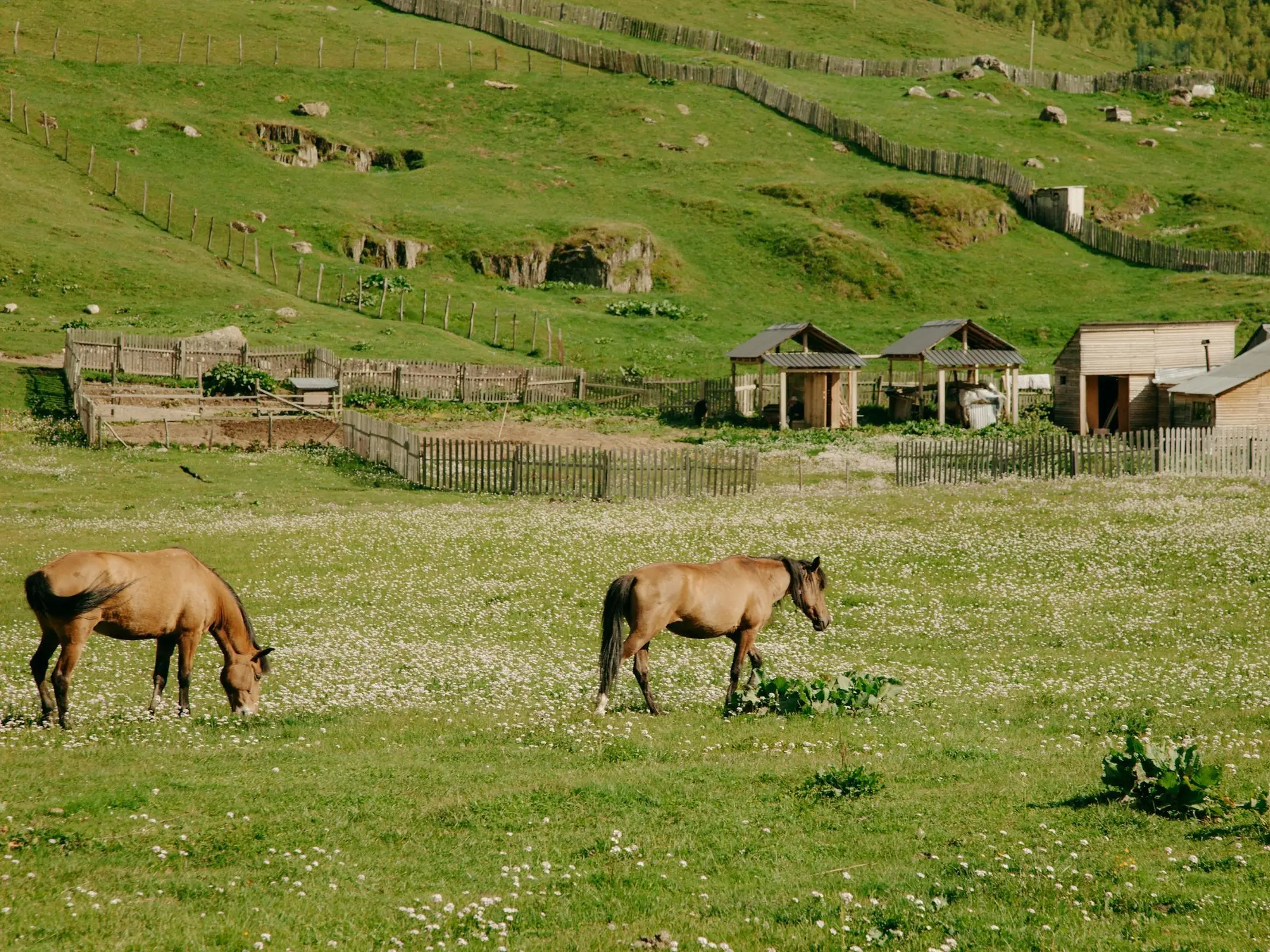 Sri Lankan Pony