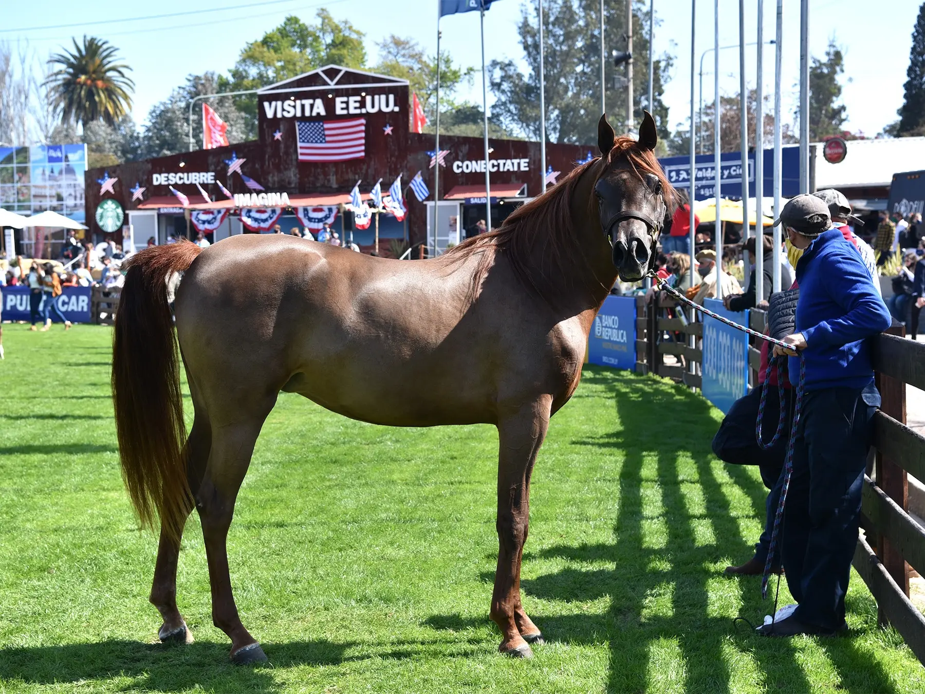 Man holding a horse