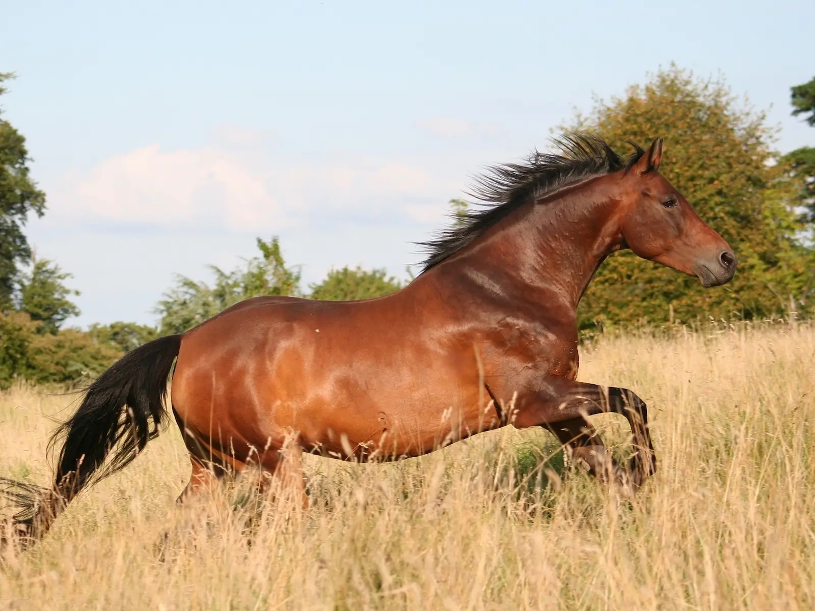 Standard bay horse