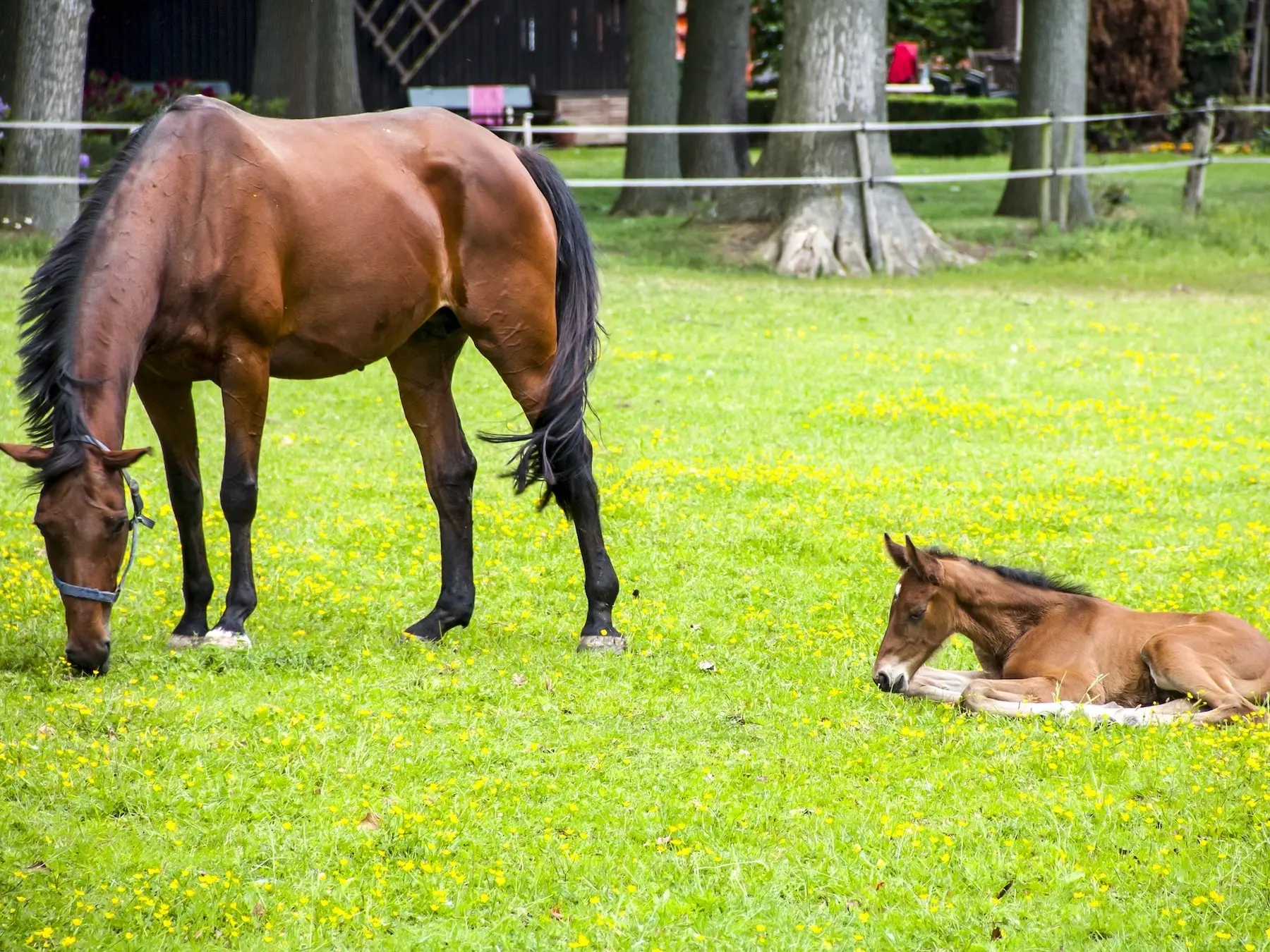 Standard bay horse