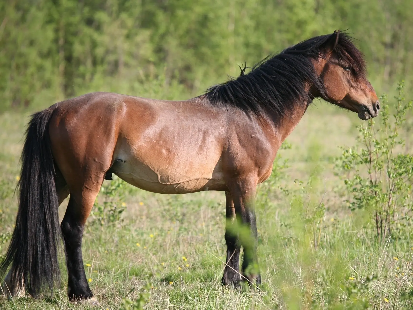 Standard bay horse