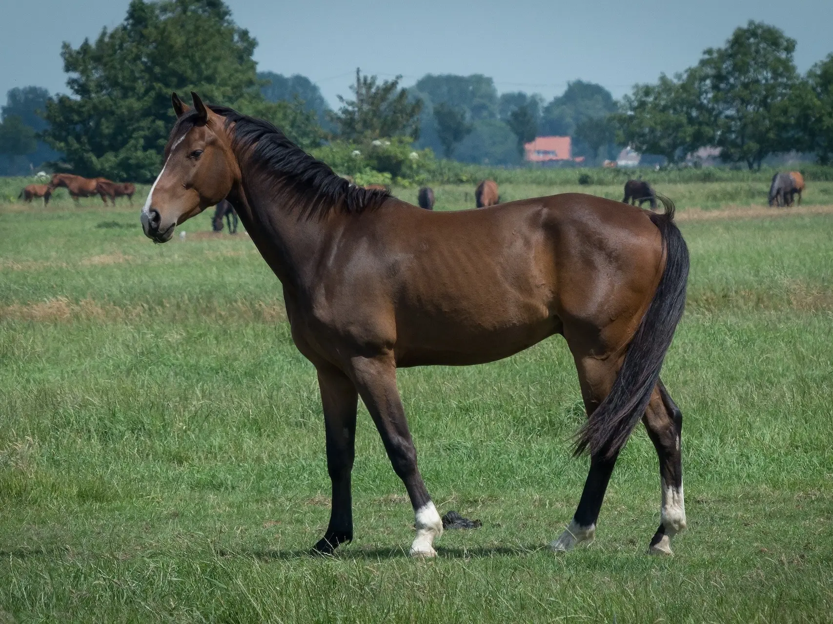 Standard bay horse