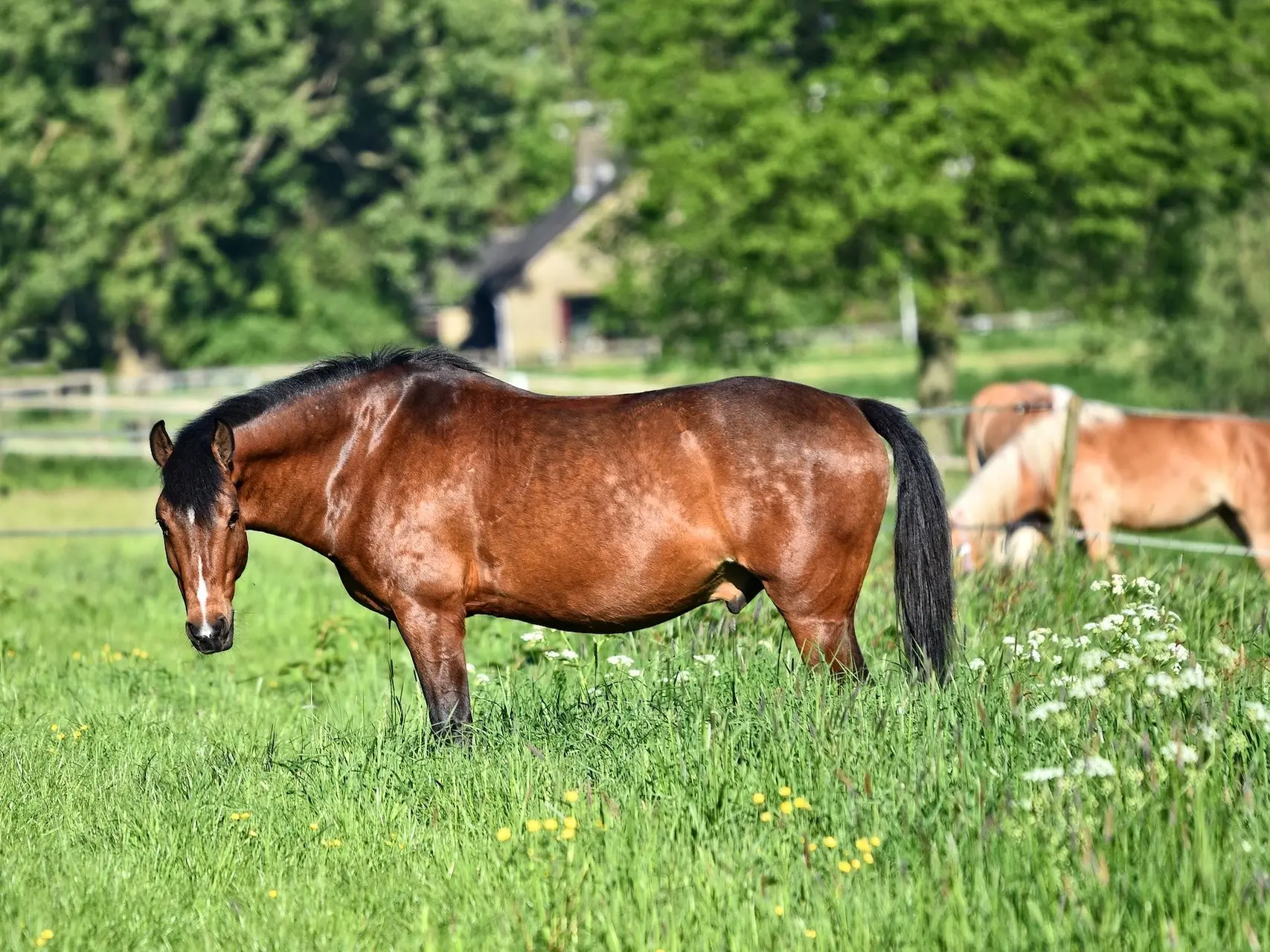 Standard bay horse