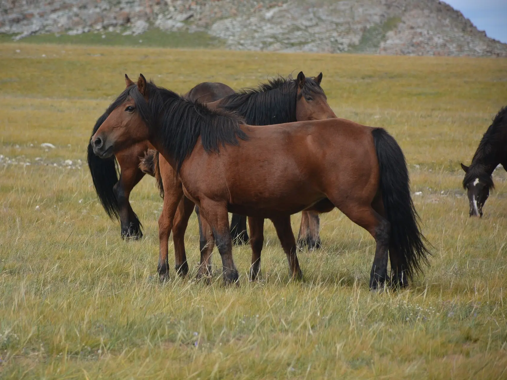 Standard bay horse