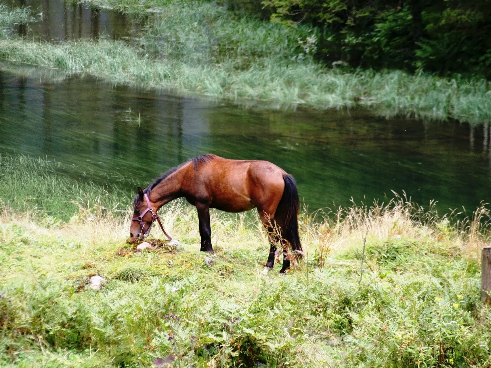 Standard bay horse