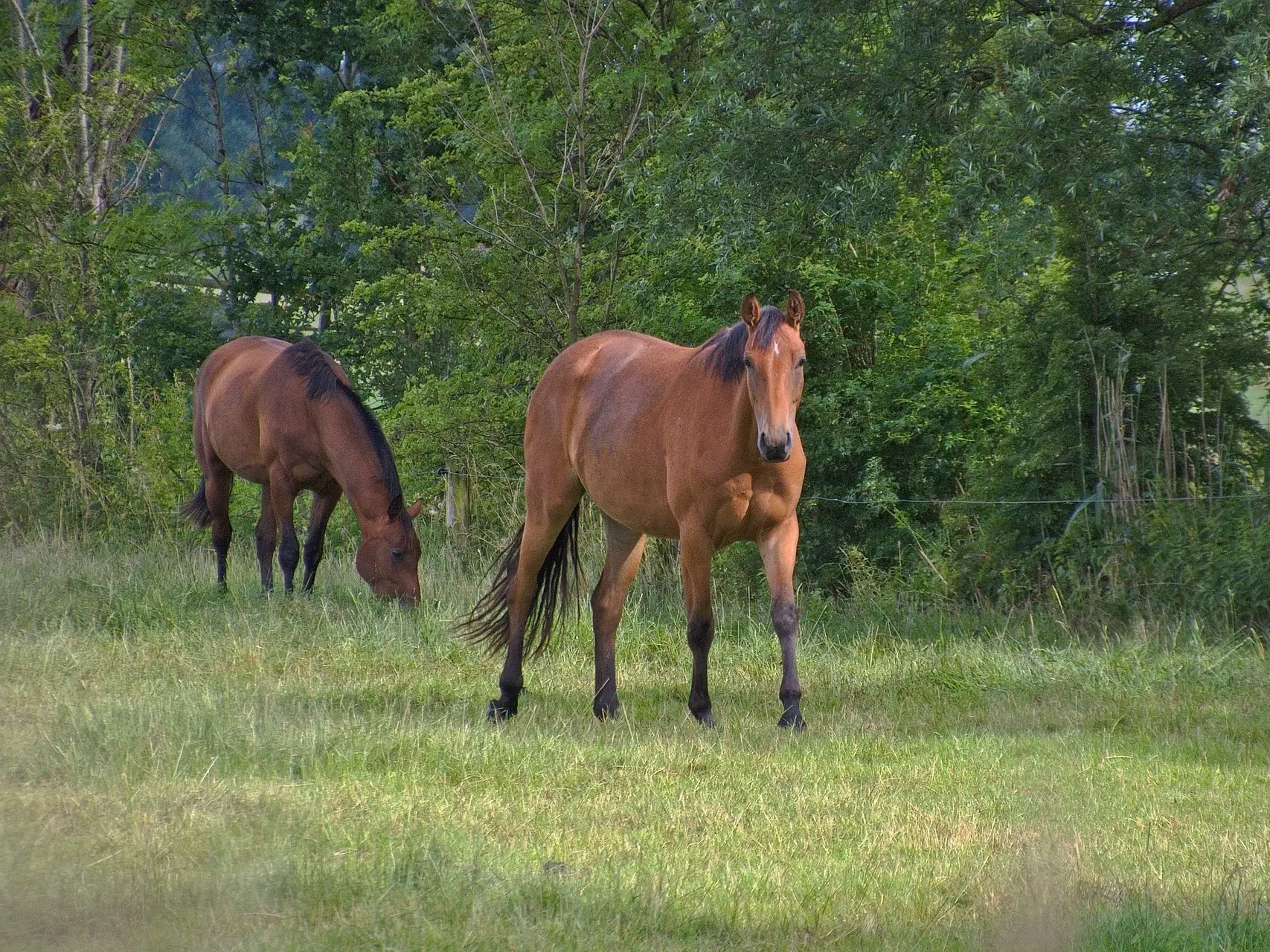 Standard bay horse