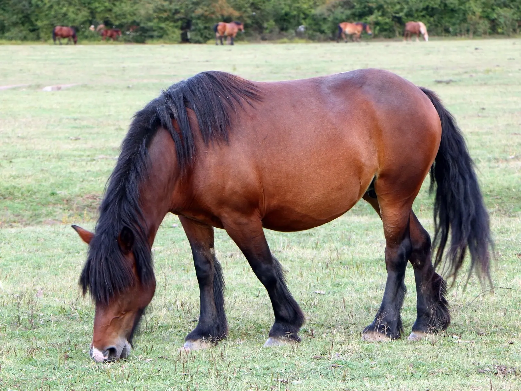 Standard bay horse