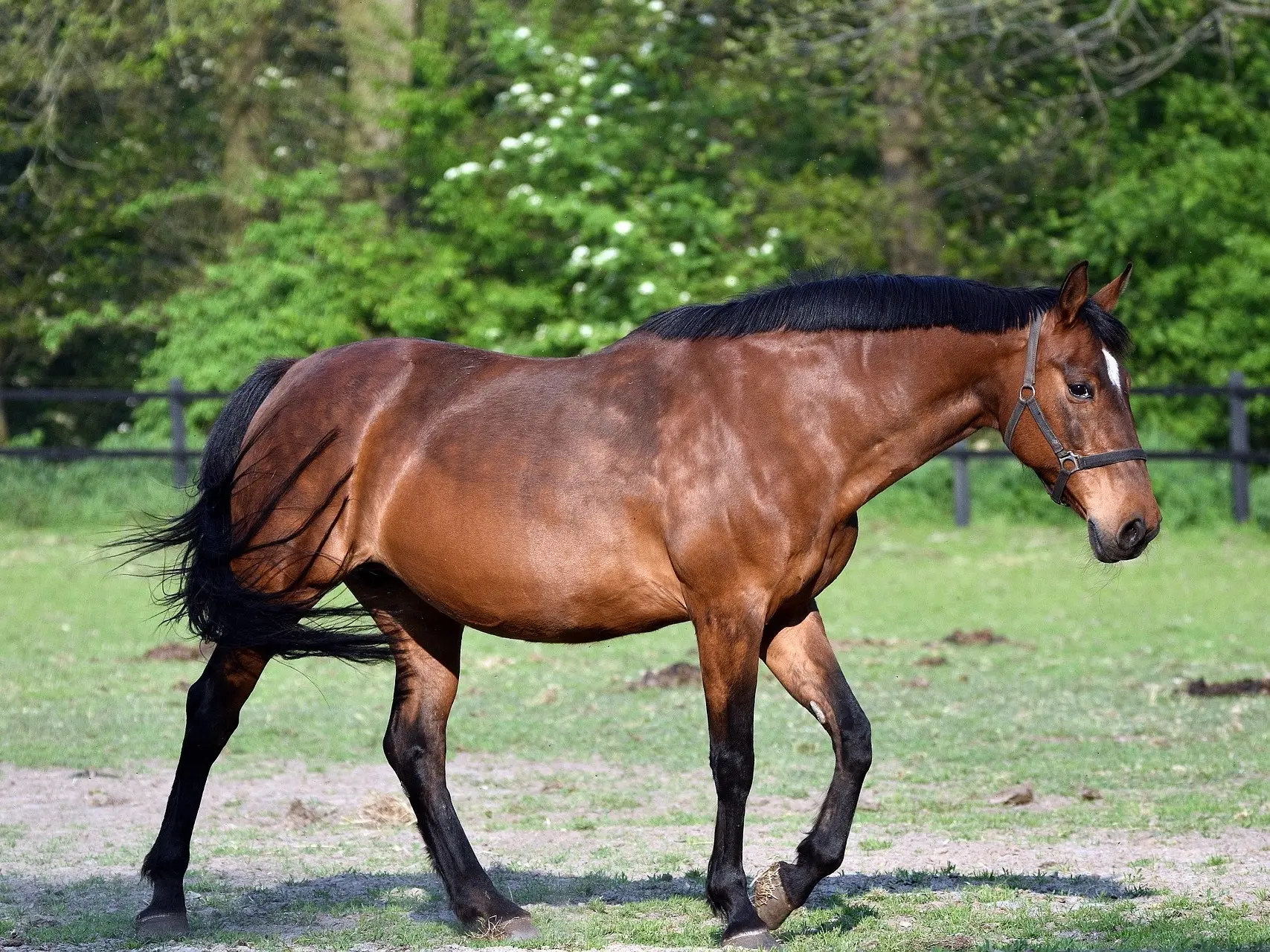 Standard bay horse