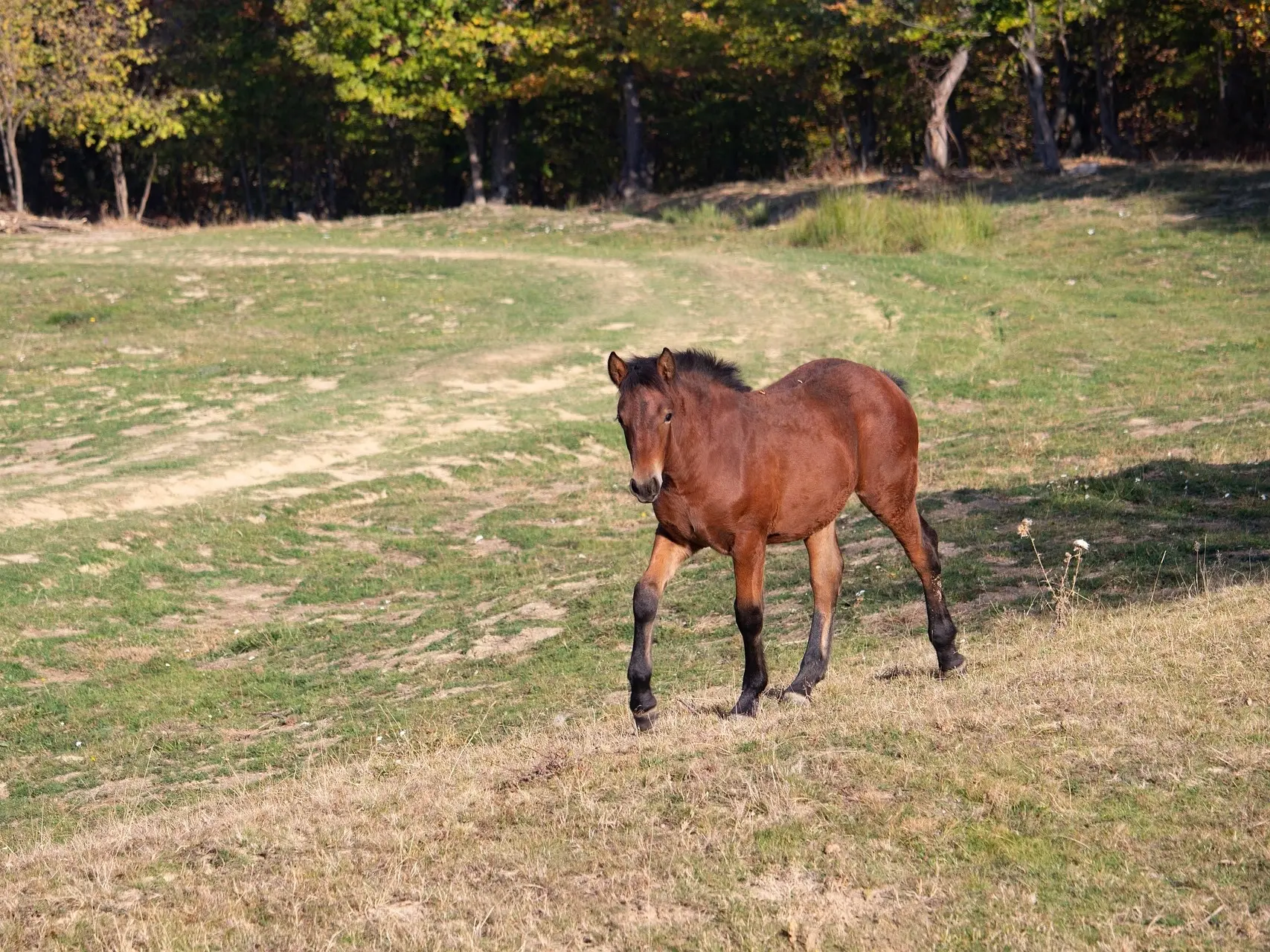 Standard bay horse