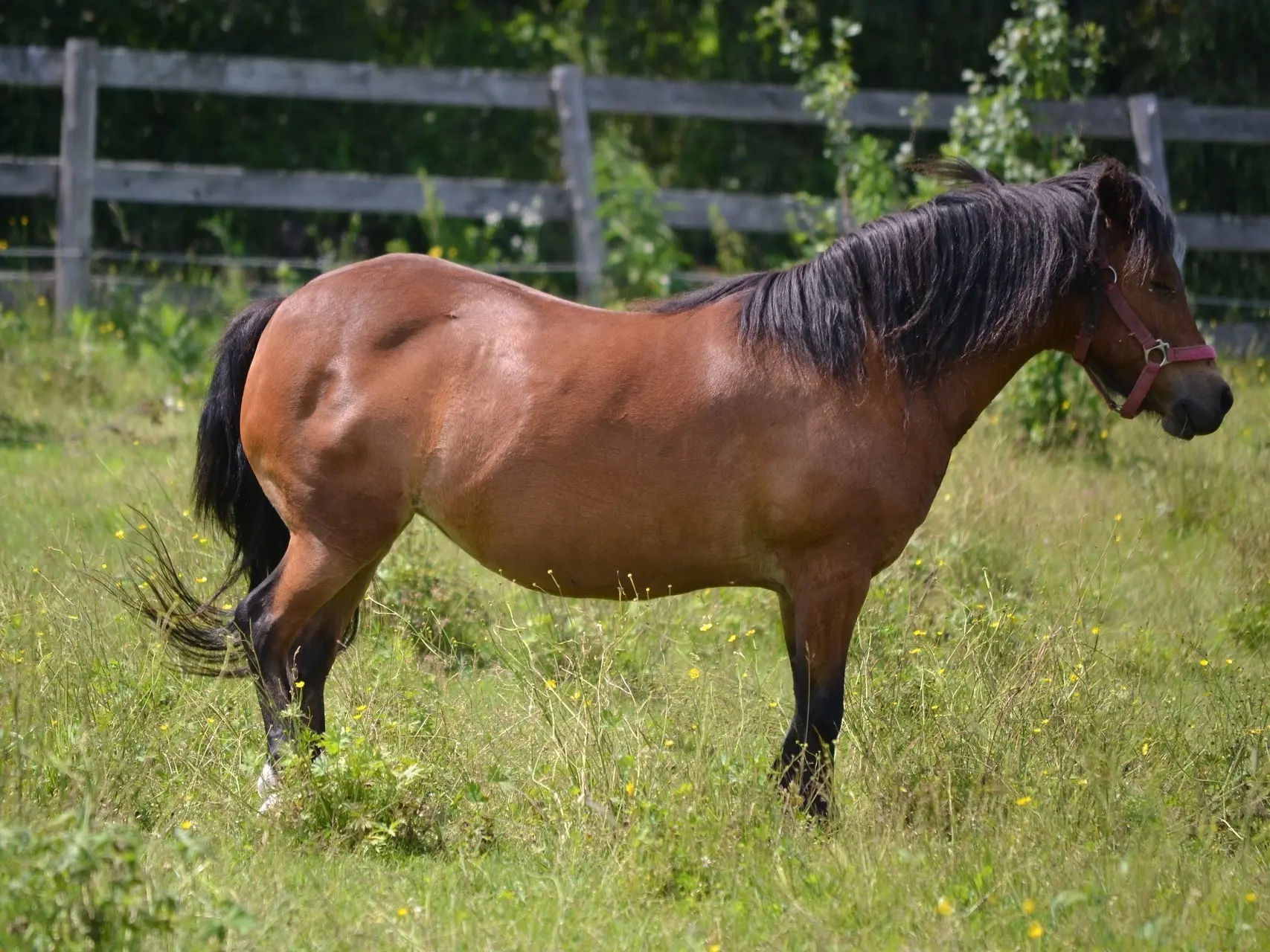 Standard bay horse