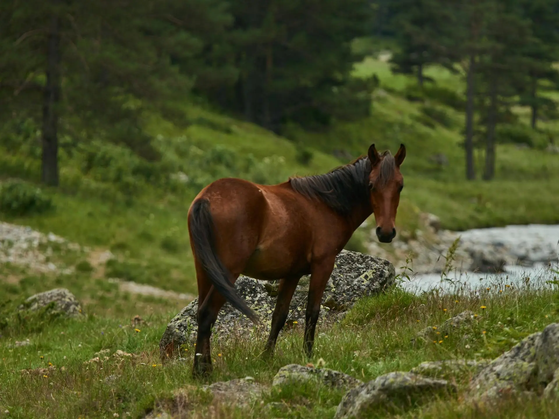 Standard bay horse