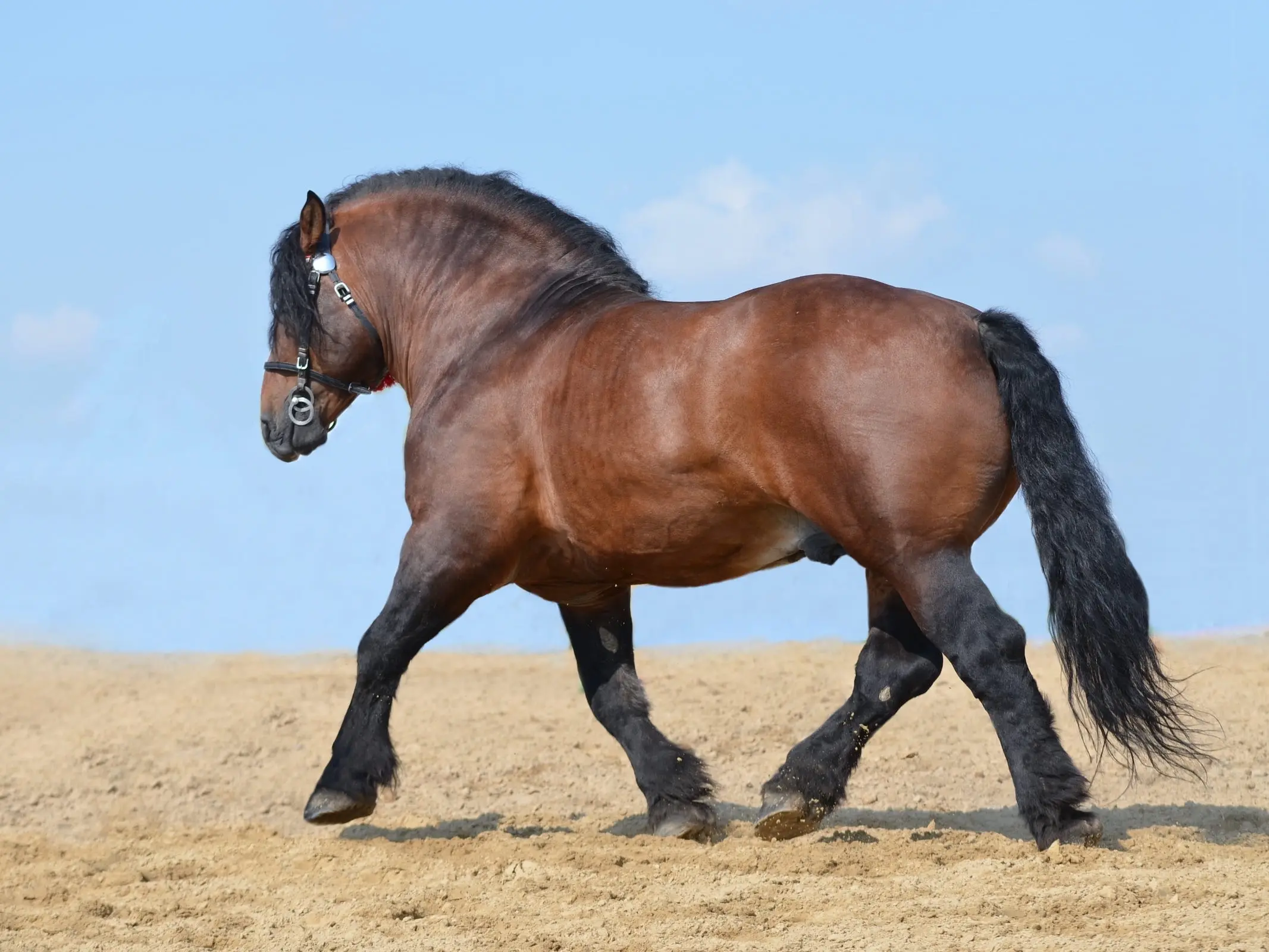 Standard bay horse