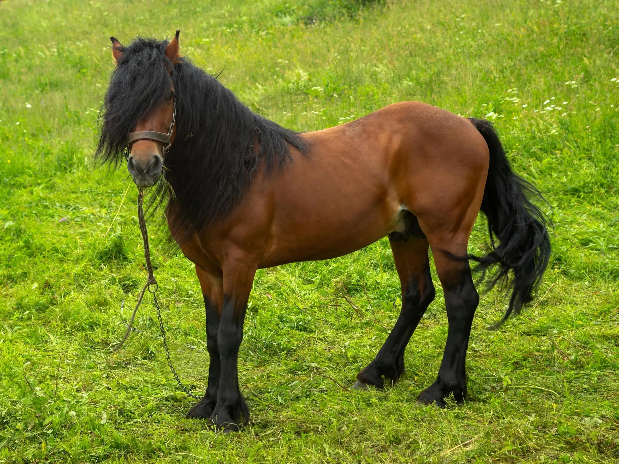 Horse with a black sock leg marking