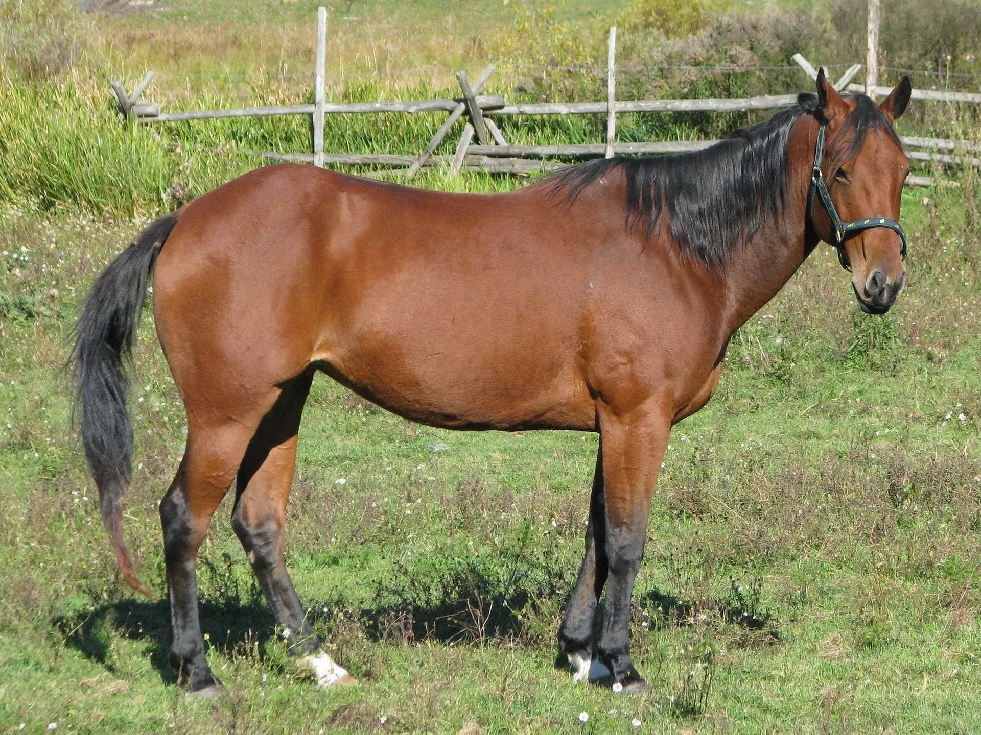 Standard bay horse