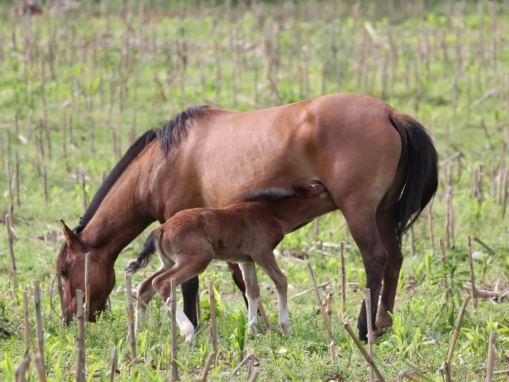 Standard bay horse