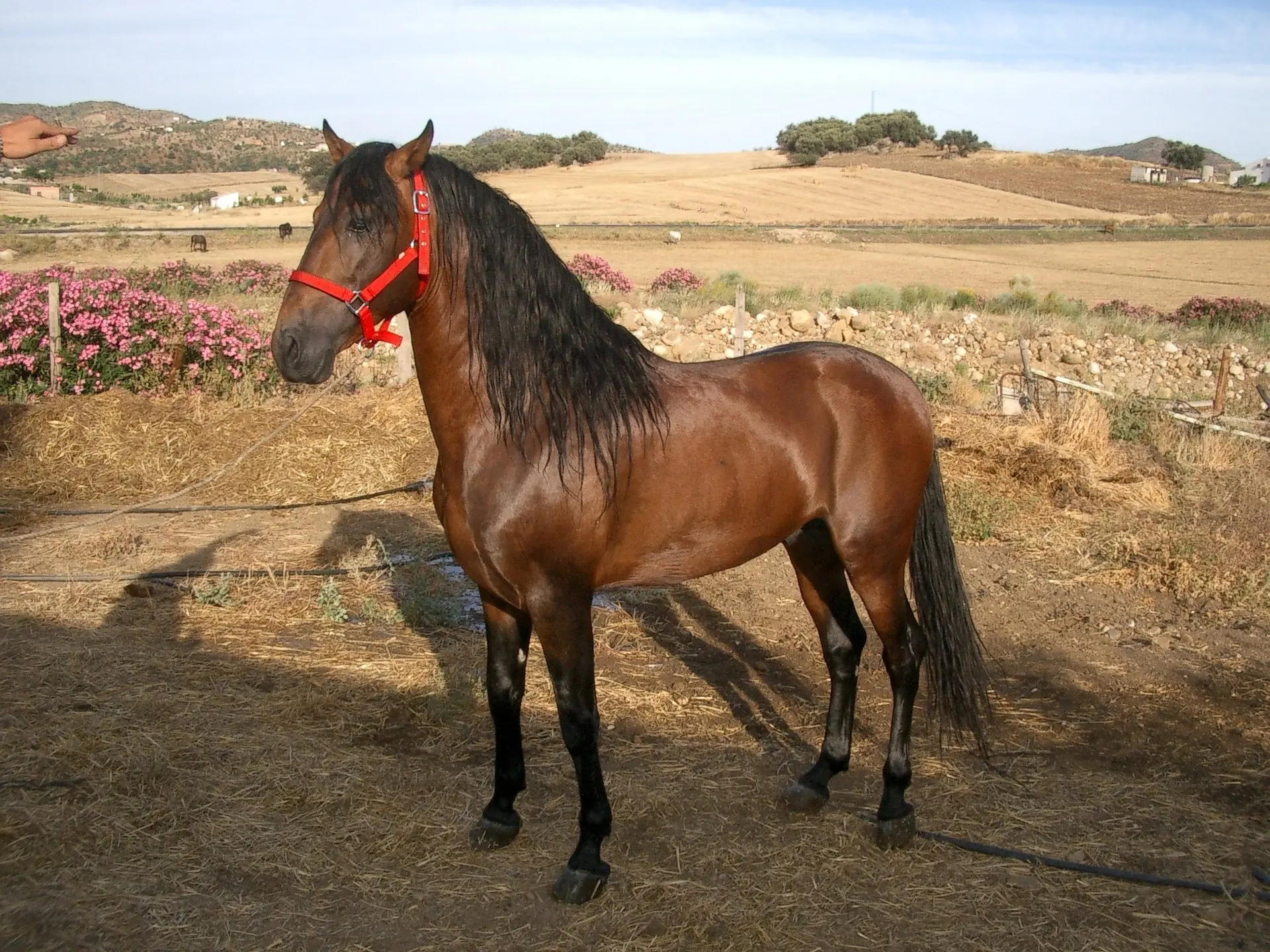 Standard bay horse