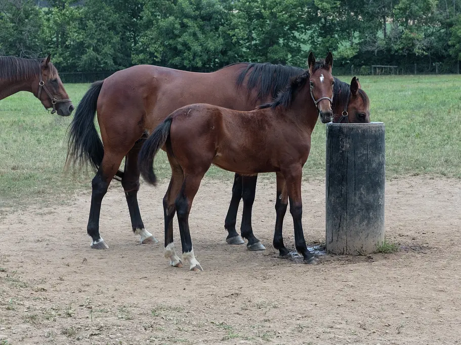 American Standardbred