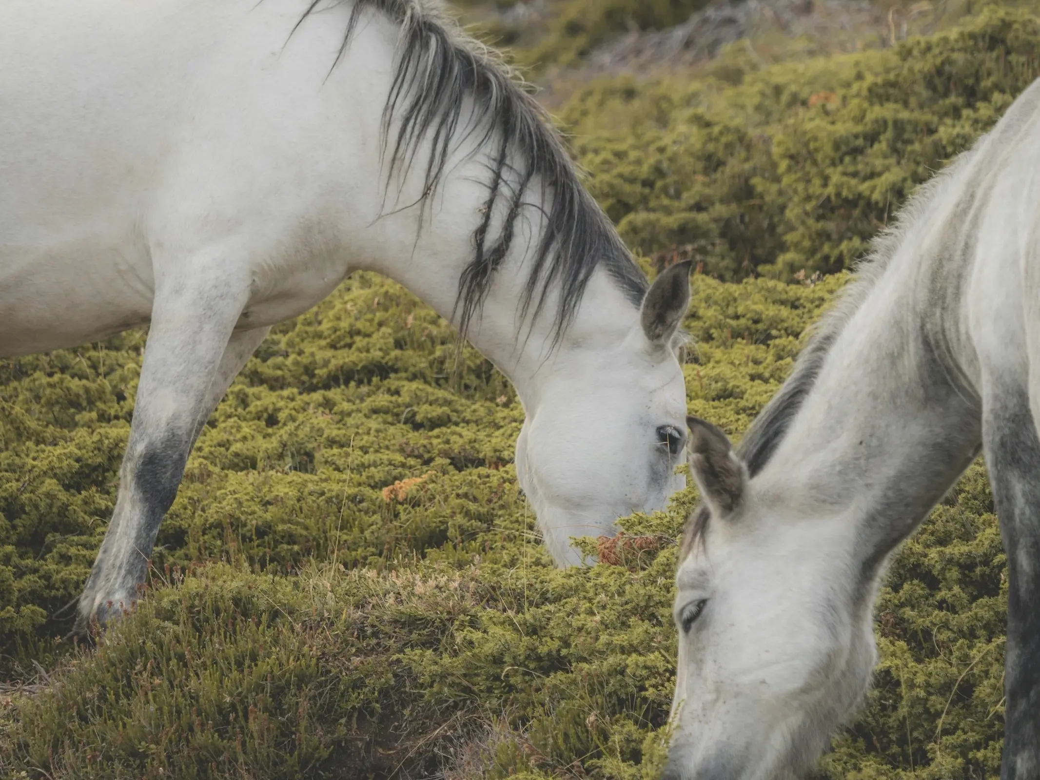 Stara Planina Horse