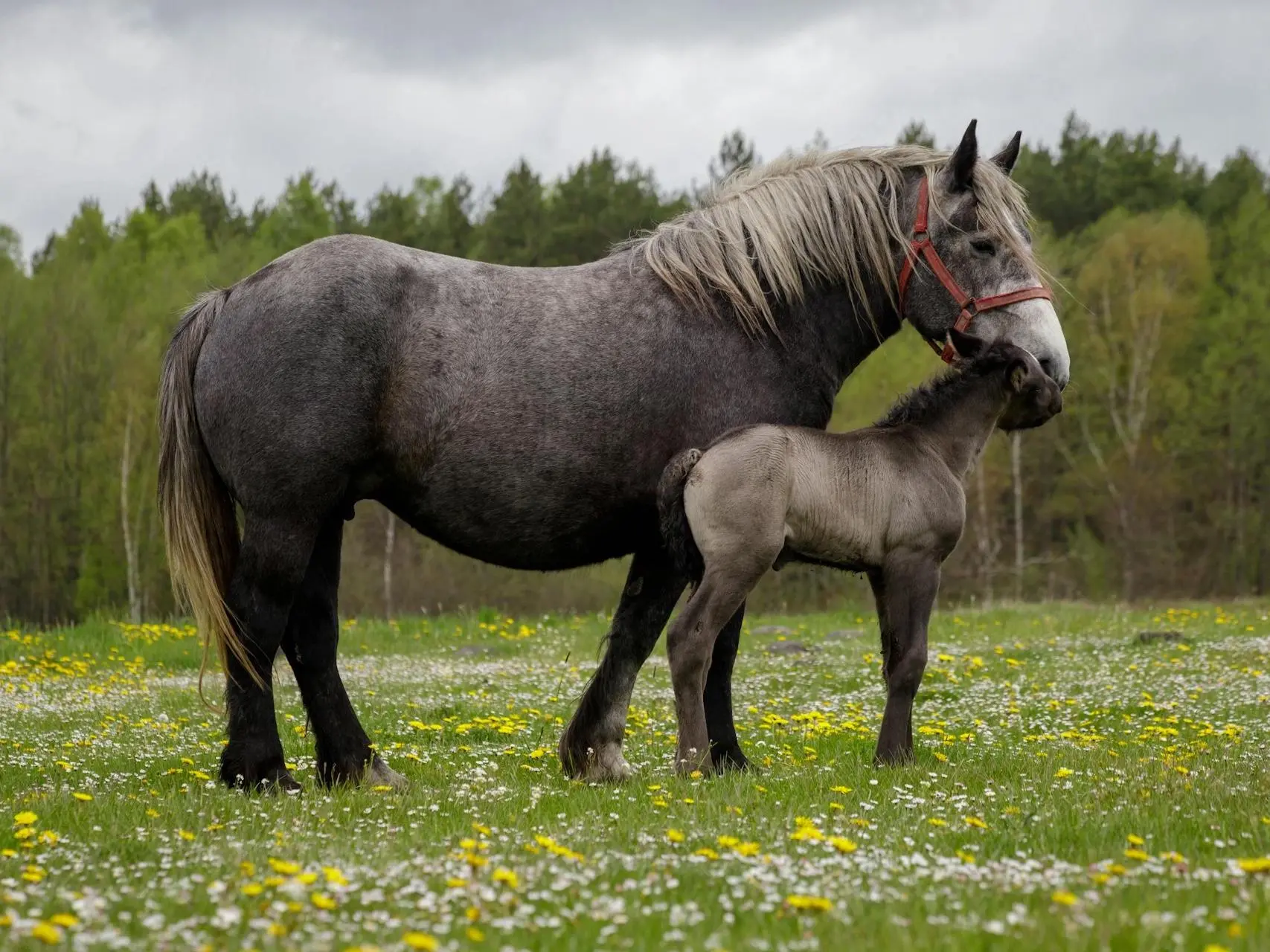 Steel grey horse