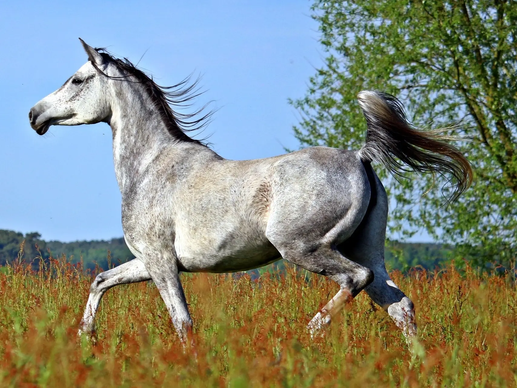 Steel grey horse