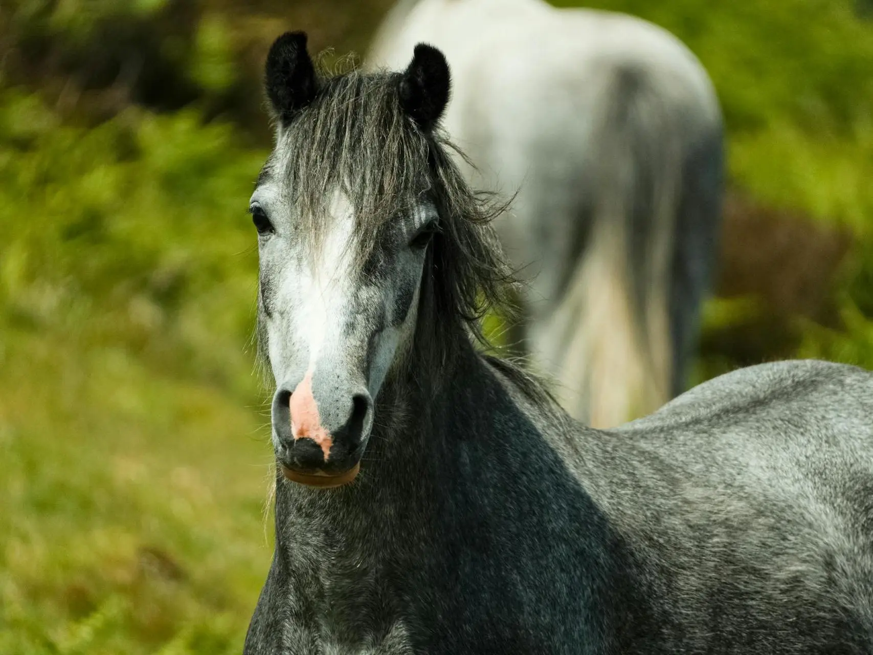 Steel grey horse