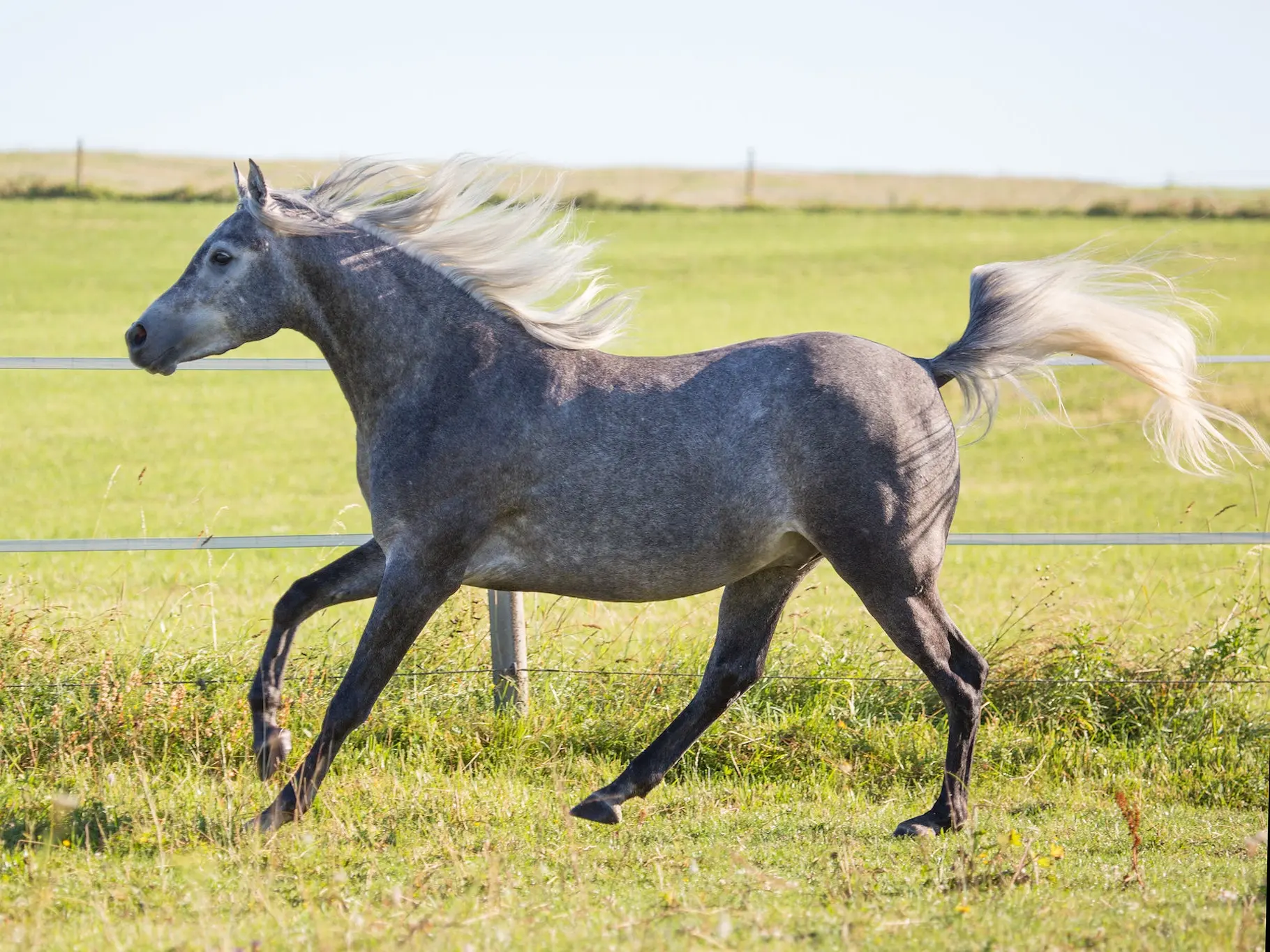 Steel grey horse