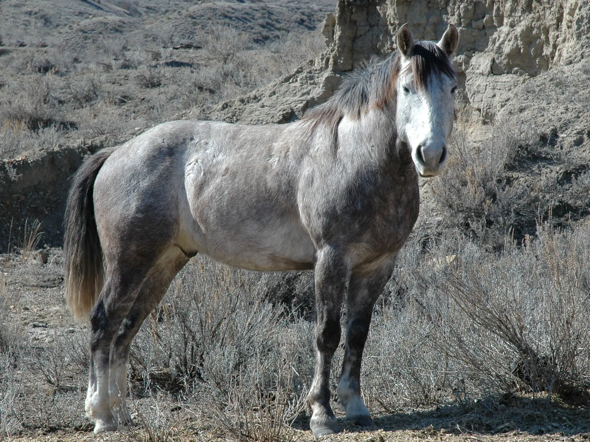 Steel grey horse