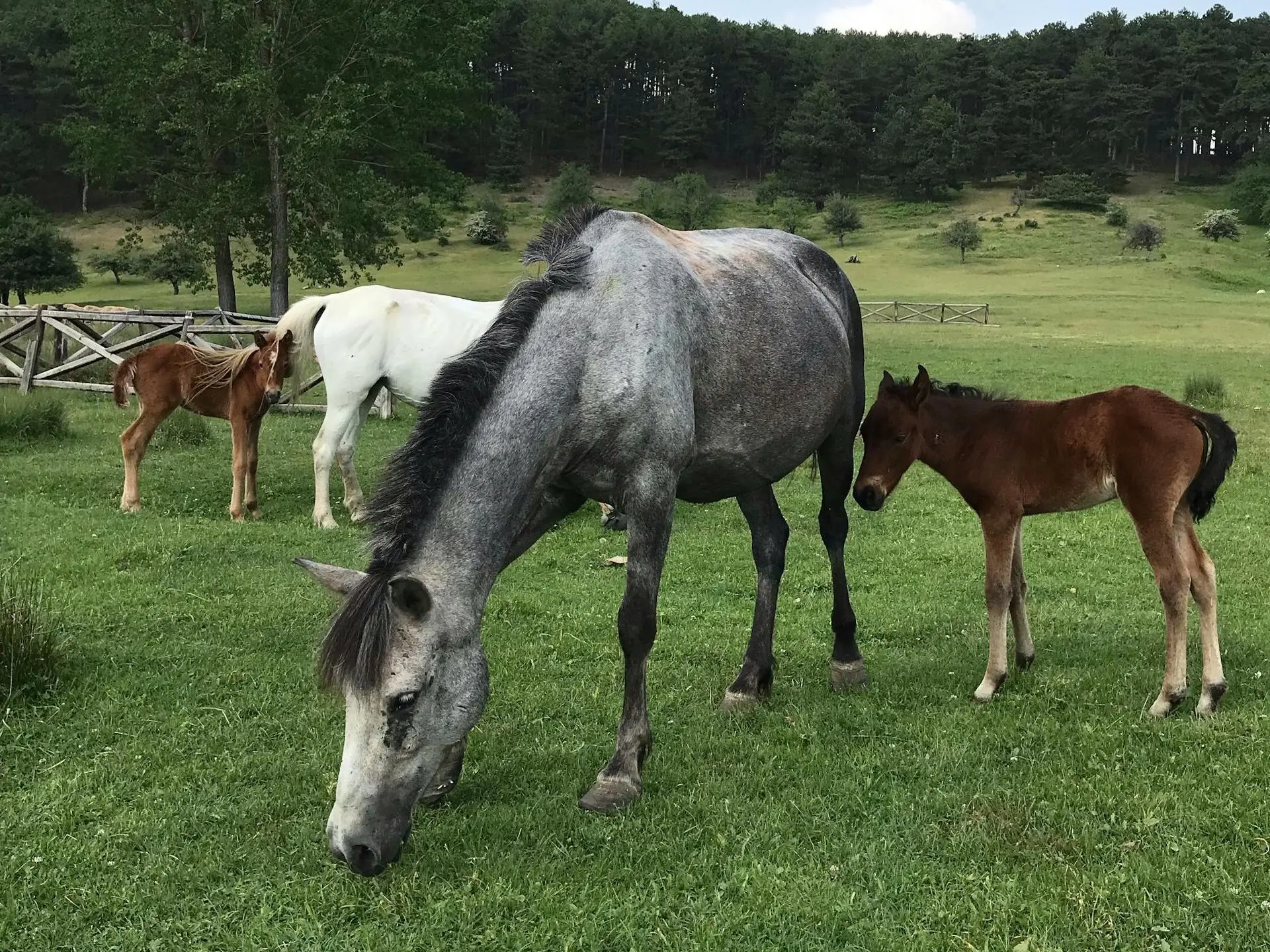 Steel grey horse