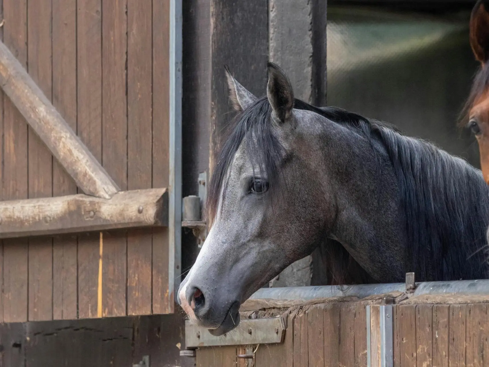 Steel grey horse