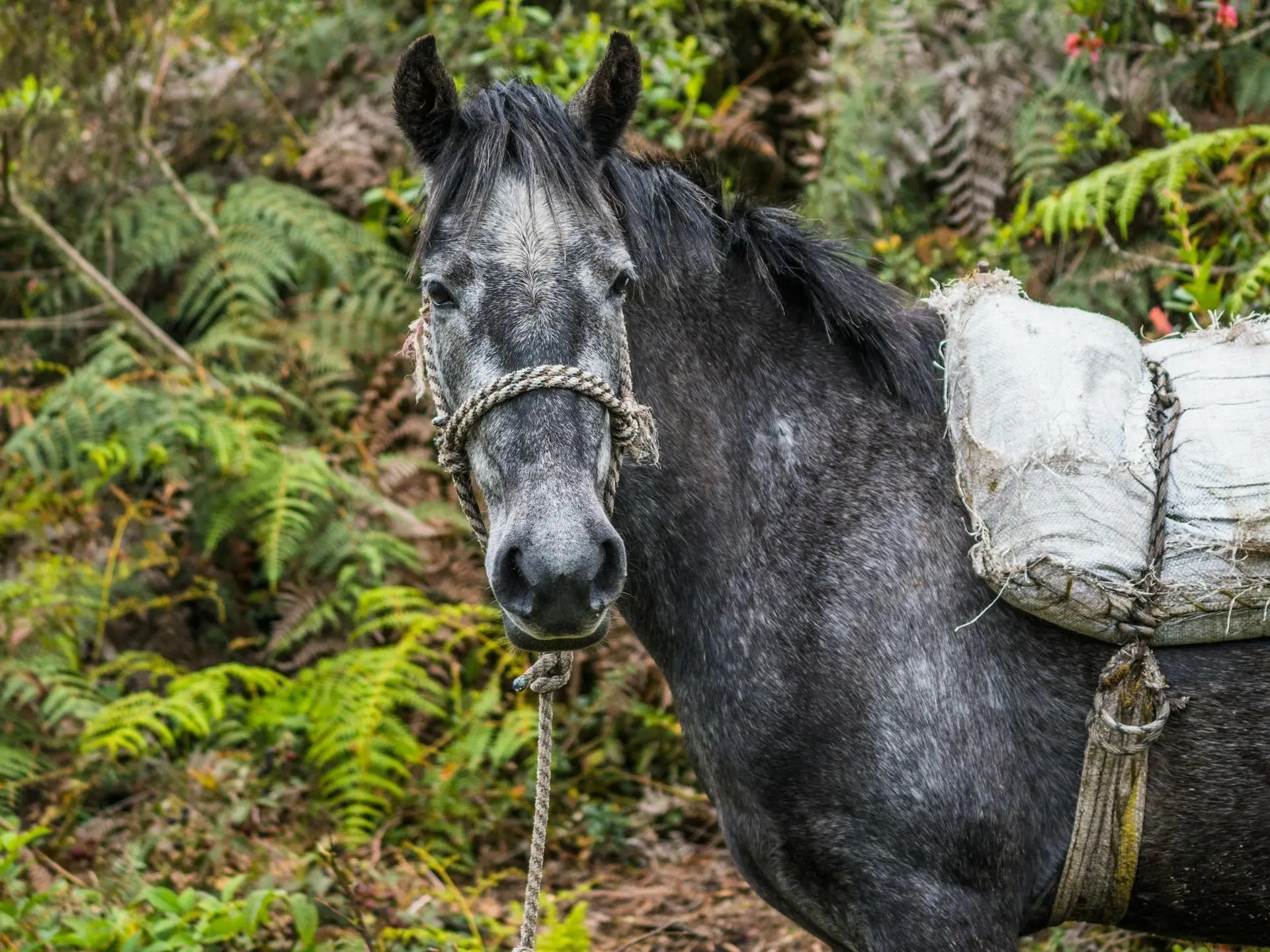 Black grey horse