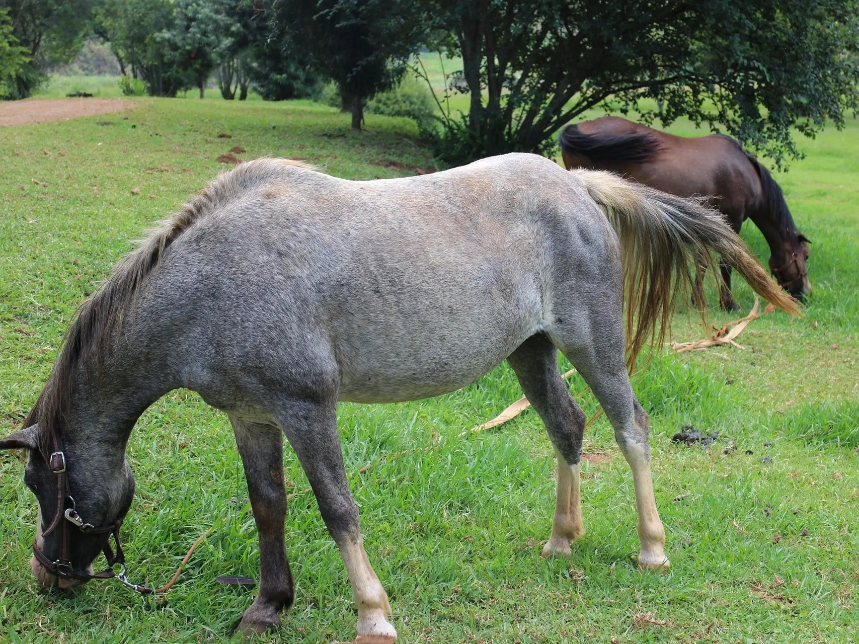 Chestnut grey horse