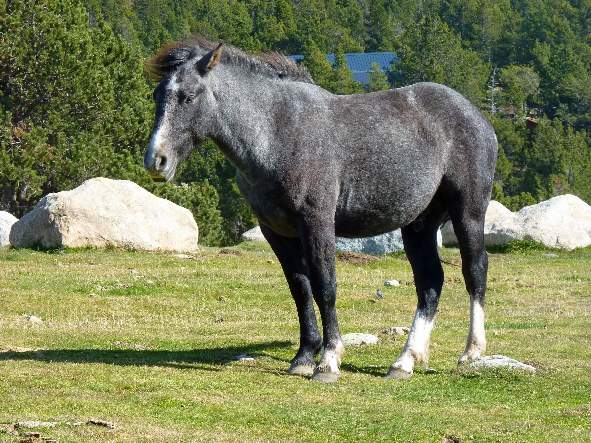 Steel grey horse