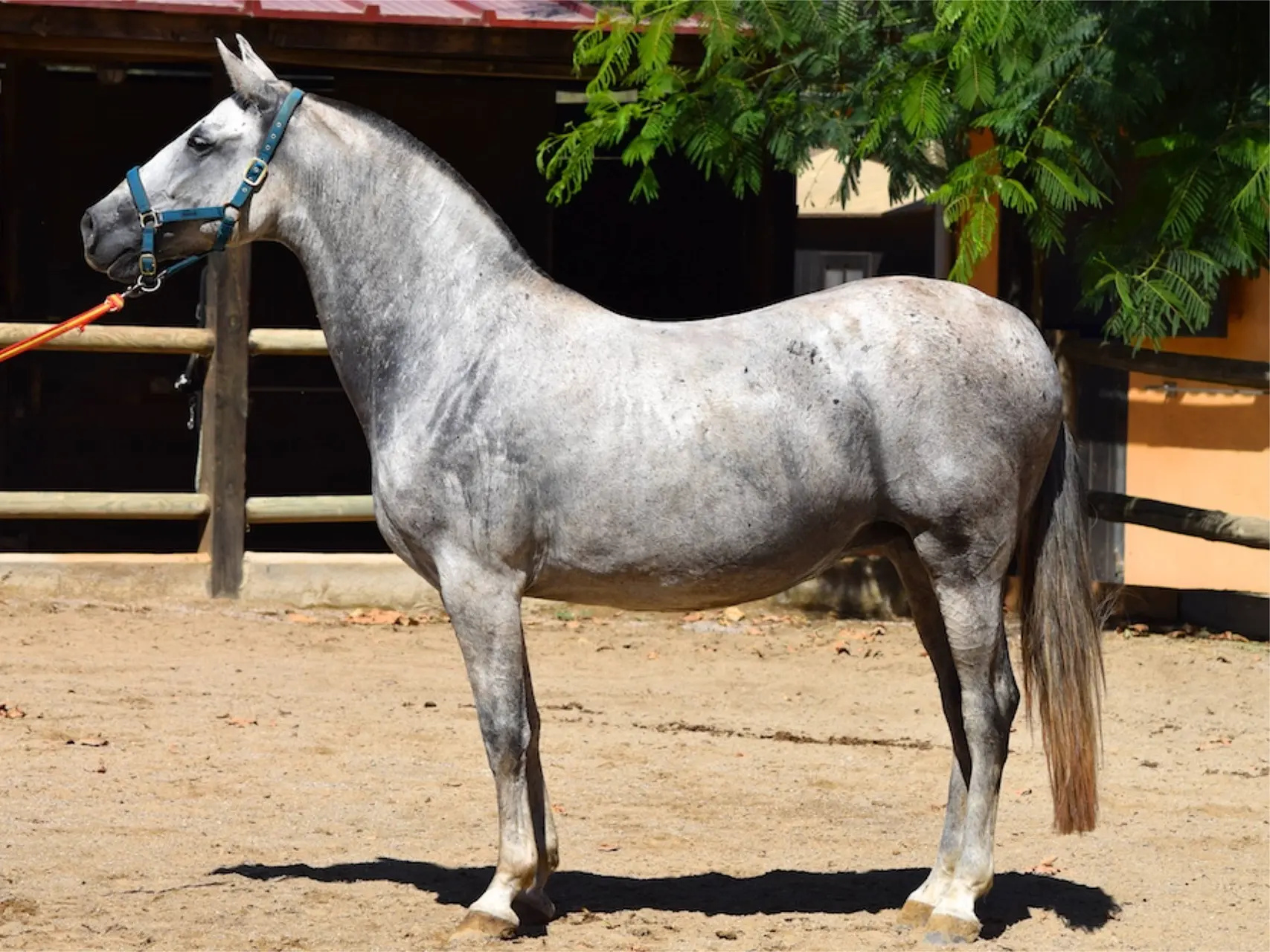 Steel grey horse