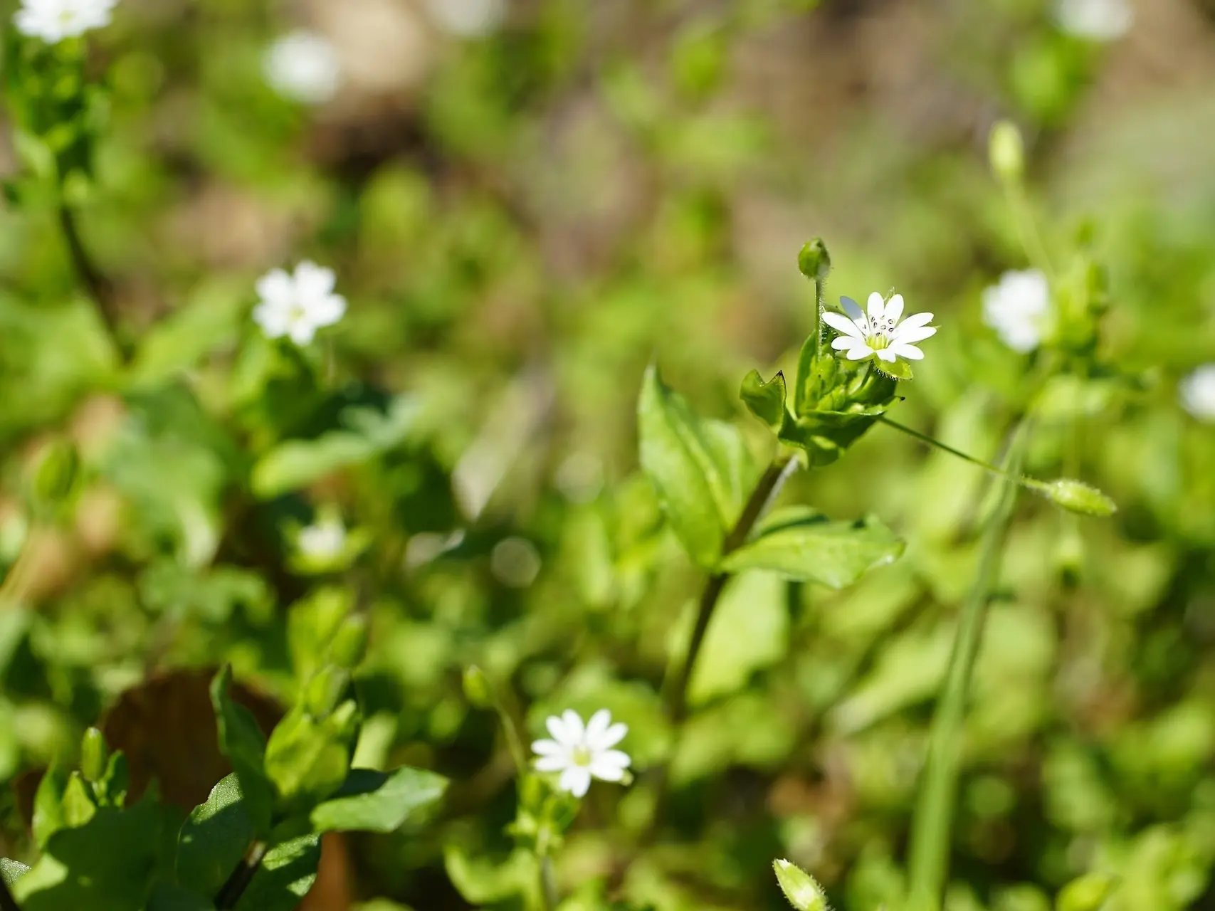 Chickweed