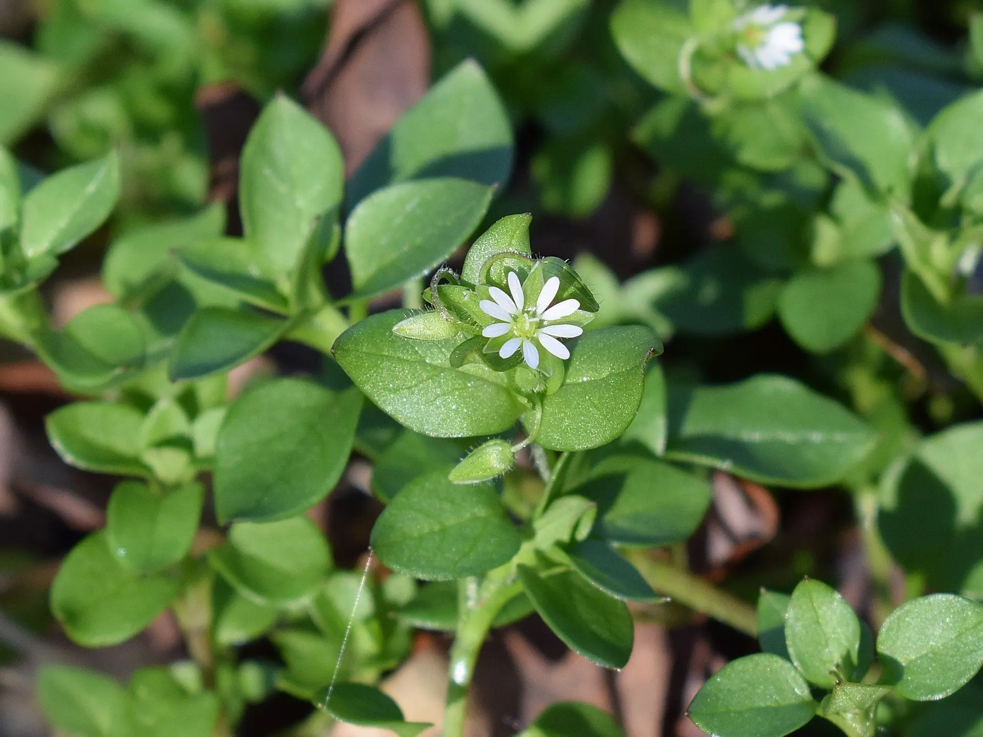 Chickweed