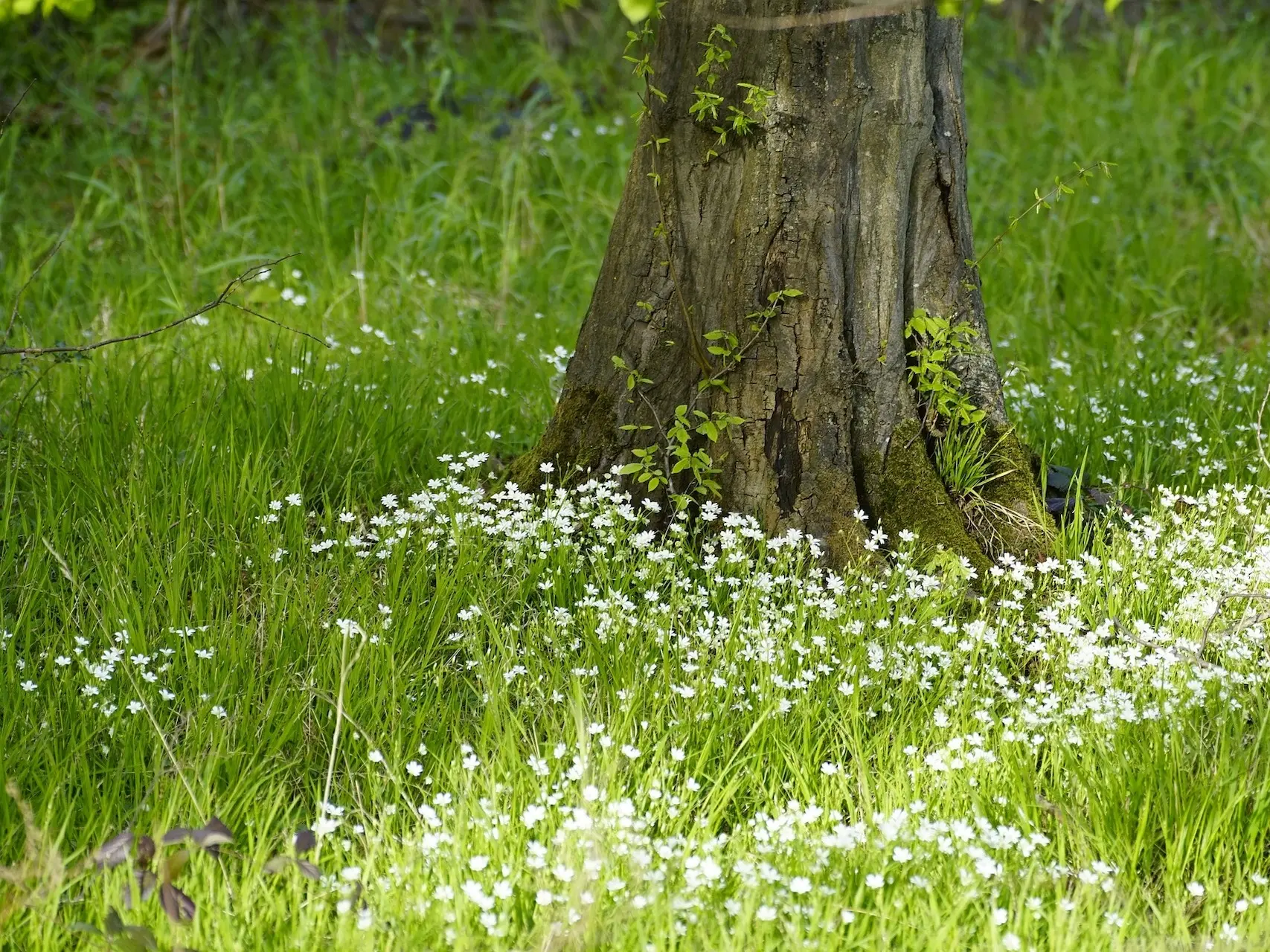 Chickweed